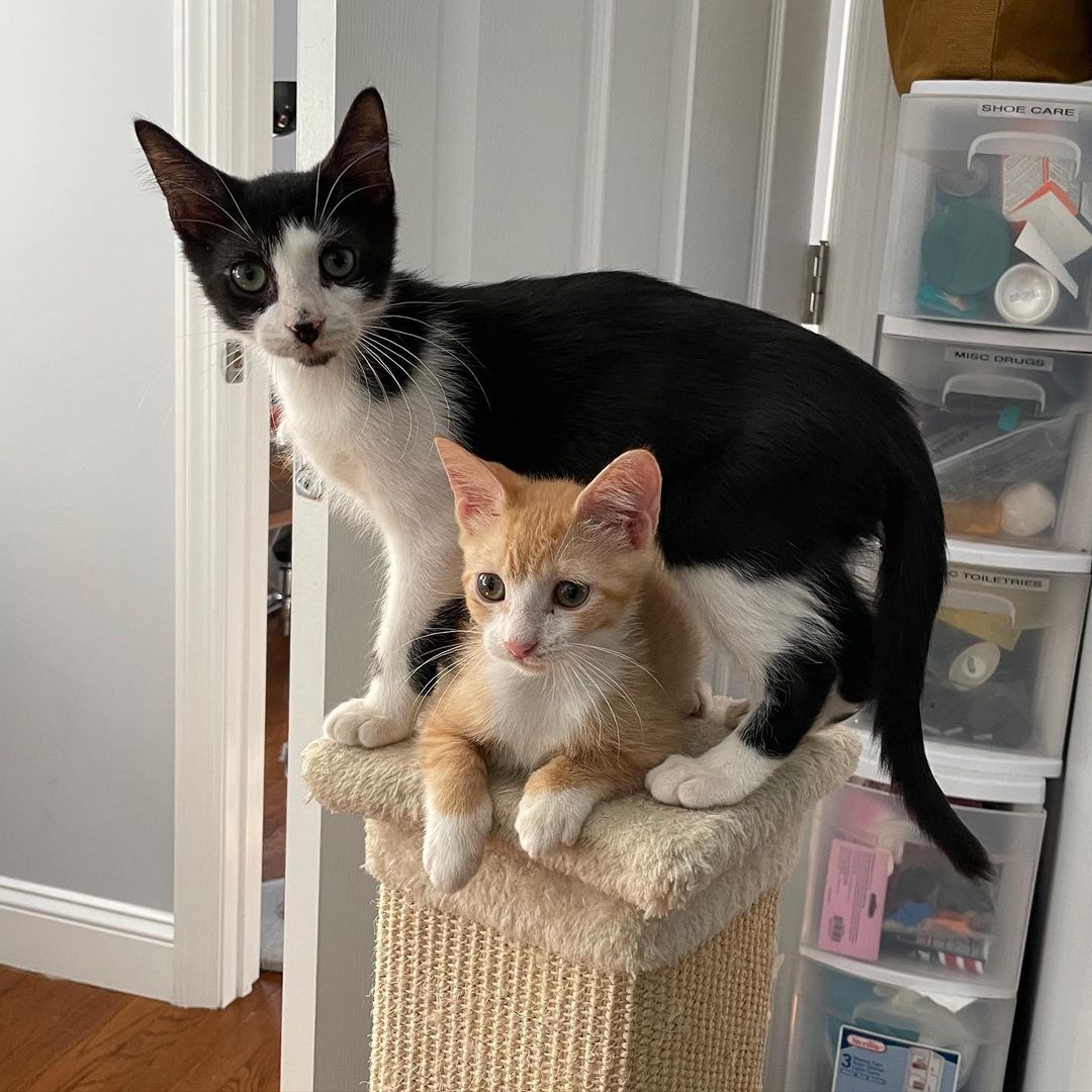 Looks like somebody wanted his new cat bed opened! Whether your Caturday plans include doing laundry, sleeping on the couch, or scaling new heights these kittens hope you have a great weekend!

This fun bunch is also ready for adoption!

Apply here: 
http://bit.ly/btcradopt

<a target='_blank' href='https://www.instagram.com/explore/tags/catrescue/'>#catrescue</a> <a target='_blank' href='https://www.instagram.com/explore/tags/bronxcats/'>#bronxcats</a> <a target='_blank' href='https://www.instagram.com/explore/tags/donate/'>#donate</a> <a target='_blank' href='https://www.instagram.com/explore/tags/kittens/'>#kittens</a> <a target='_blank' href='https://www.instagram.com/explore/tags/kittensofinstagram/'>#kittensofinstagram</a> <a target='_blank' href='https://www.instagram.com/explore/tags/catrescue/'>#catrescue</a> <a target='_blank' href='https://www.instagram.com/explore/tags/rescueismyfavoritebreed/'>#rescueismyfavoritebreed</a> <a target='_blank' href='https://www.instagram.com/explore/tags/adoptdontshop/'>#adoptdontshop</a> <a target='_blank' href='https://www.instagram.com/explore/tags/donationsneeded/'>#donationsneeded</a> <a target='_blank' href='https://www.instagram.com/explore/tags/communitycats/'>#communitycats</a> <a target='_blank' href='https://www.instagram.com/explore/tags/nyccats/'>#nyccats</a> <a target='_blank' href='https://www.instagram.com/explore/tags/cats/'>#cats</a> <a target='_blank' href='https://www.instagram.com/explore/tags/bronx/'>#bronx</a> <a target='_blank' href='https://www.instagram.com/explore/tags/makeadifference/'>#makeadifference</a> <a target='_blank' href='https://www.instagram.com/explore/tags/rescue/'>#rescue</a>