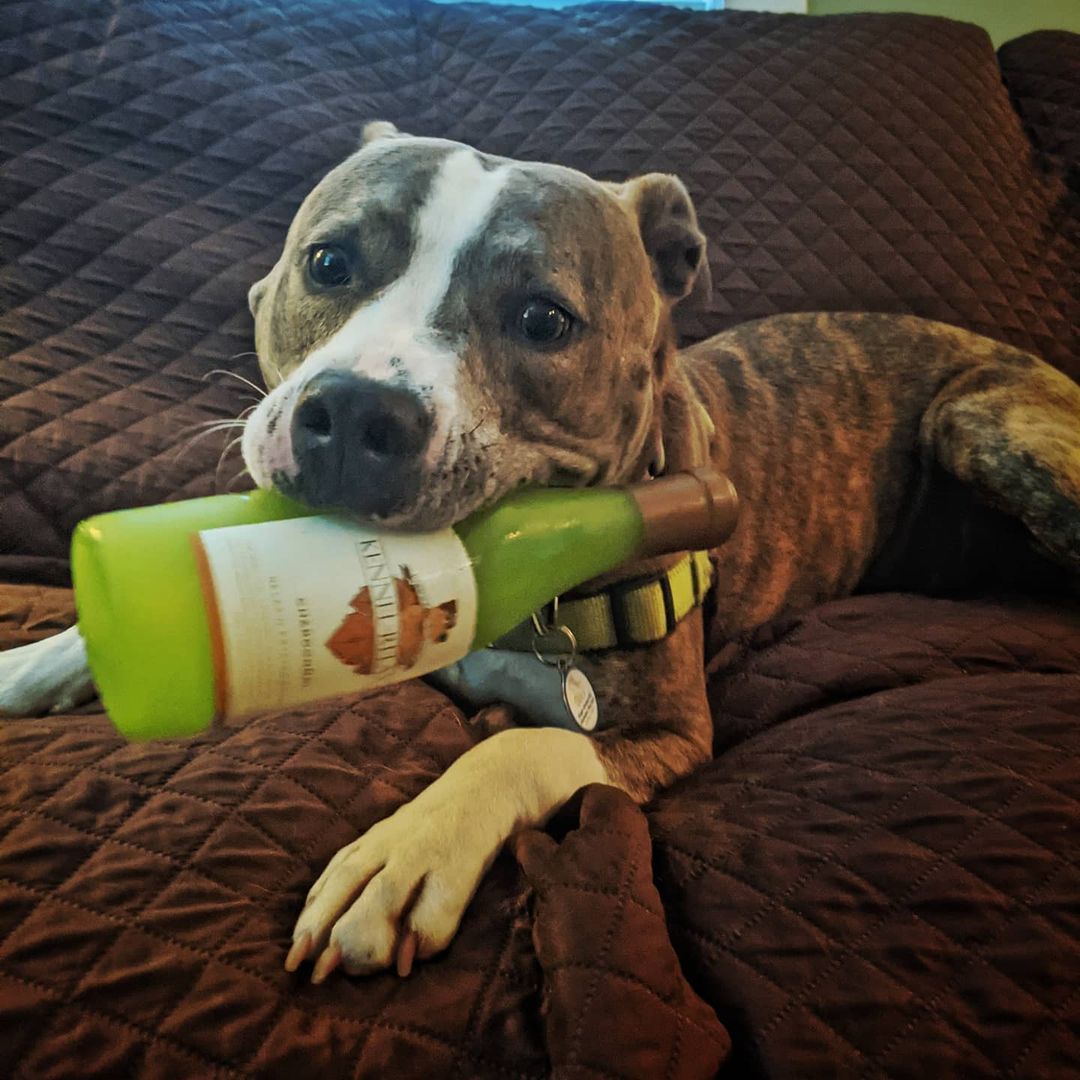 Mardi is ready for the party! 

And by party, we mean napping on the couch, hogging your bed, playing with squeaky toys, and smothering you with kisses. Sounds like a good time, right? It gets better - this perfectly polite houseguest even brings her own drinks 🍻

Mardi is one of several dogs in our care who would love to join you for your next movie night or <a target='_blank' href='https://www.instagram.com/explore/tags/staycation/'>#staycation</a> Whether you're available for a sleepover, a two-hour field trip, a weekend, or longer, you can help dogs at PMHS in so many ways:

✅Provide a break from the busy, stressful shelter environment
✅Offer enrichment through socialization, play, and affection
✅Provide real-life experiences, like taking car rides and spending time in a home 
✅Show others how wonderful these pups are by sharing pictures, stories, and experiences

It's easy to become a short-term foster care volunteer! Please contact cfugatt@popememorialcvhs.org for more information.

<a target='_blank' href='https://www.instagram.com/explore/tags/foster/'>#foster</a> <a target='_blank' href='https://www.instagram.com/explore/tags/adoptabledogsofinstagram/'>#adoptabledogsofinstagram</a> <a target='_blank' href='https://www.instagram.com/explore/tags/sleepover/'>#sleepover</a> <a target='_blank' href='https://www.instagram.com/explore/tags/fieldtrip/'>#fieldtrip</a> <a target='_blank' href='https://www.instagram.com/explore/tags/neverdrinkalone/'>#neverdrinkalone</a> <a target='_blank' href='https://www.instagram.com/explore/tags/fosteradog/'>#fosteradog</a> <a target='_blank' href='https://www.instagram.com/explore/tags/dogsofnh/'>#dogsofnh</a> <a target='_blank' href='https://www.instagram.com/explore/tags/fosterfriday/'>#fosterfriday</a>