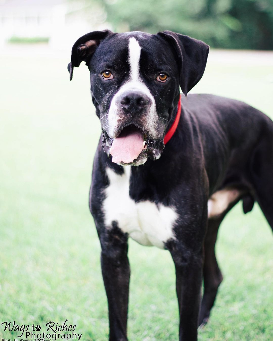 Jordan is still looking for his forever home! Local adoption or transport is available to the New England area. Jordan is a 4 year old 90lb boxer-mix and a total love bug. Please share so we can get this big boy a home. Roll Tide!