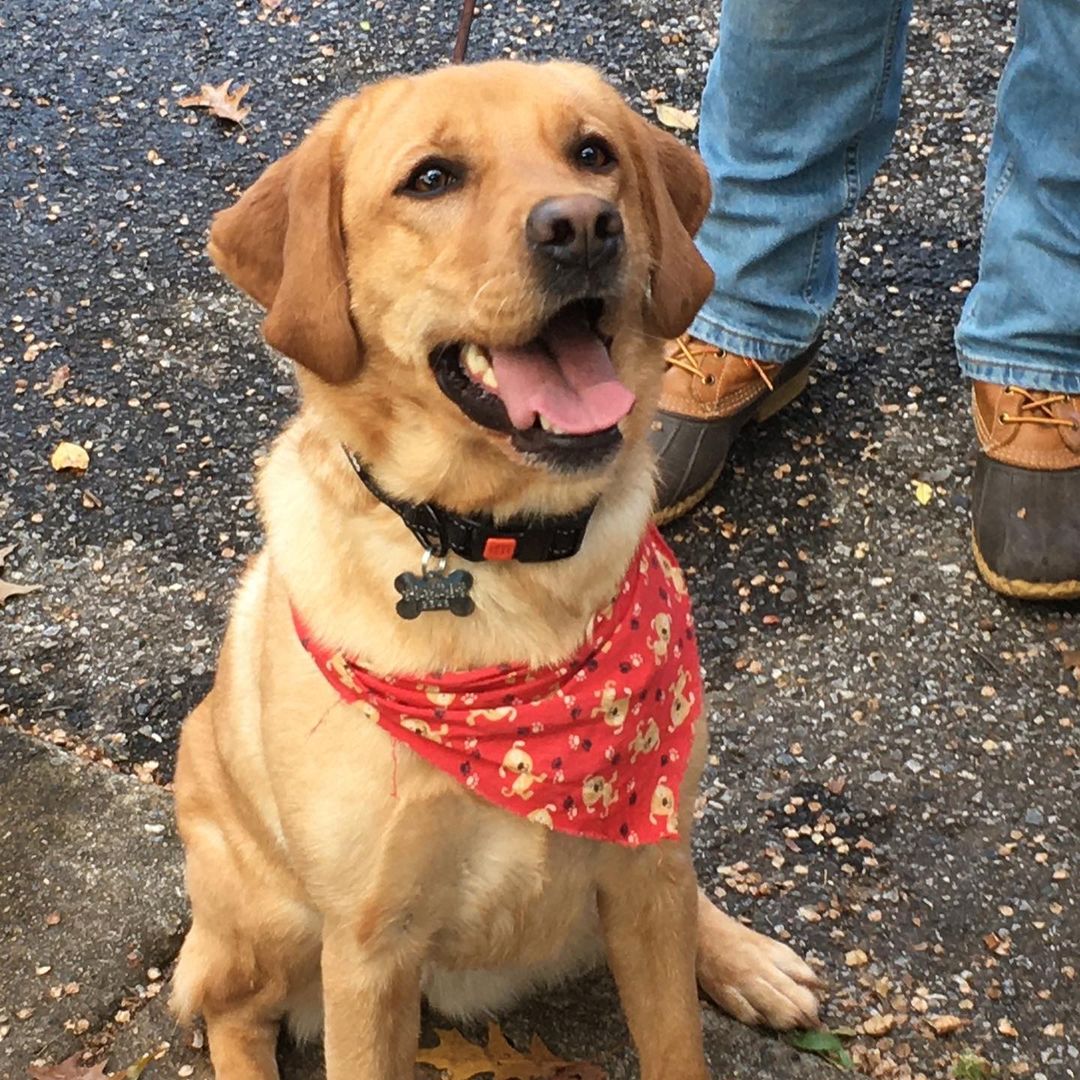 Just a few pictures from today’s adoption day. We’re very pawfessional around here 😂