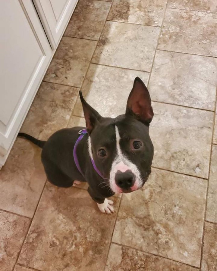 ❤️!!FOSTER NEEDED!!❤️
Stella is in need of a foster home with a fenced yard and other dogs to play with… She is your typical pint-size bully who loves attention, loves everyone she meets but also enjoys cuddling and hanging out!

She is doing fine in her current foster home but her play style is just a little bit much for the other dogs in the home!  She is crate trained and leash trained and would make a great addition to any family!

👉https://www.shelterluv.com/matchme/adopt/LKR/Dog