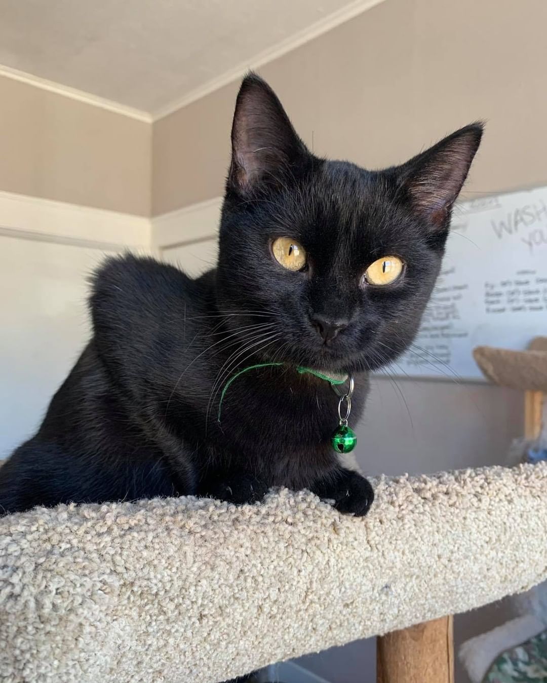 Our sixth black kitty for November is Fiji! This sweet girl is ready to give you all her attention when you walk into the kitten room. She’s been growing up at the shelter and desperately needs a family to call her own. Fiji is 6 months old, spayed, FIV/FELV negative and up to date on vaccines. To put in an application click on the link below. 

https://www.sbanimalrescue.org/adopt