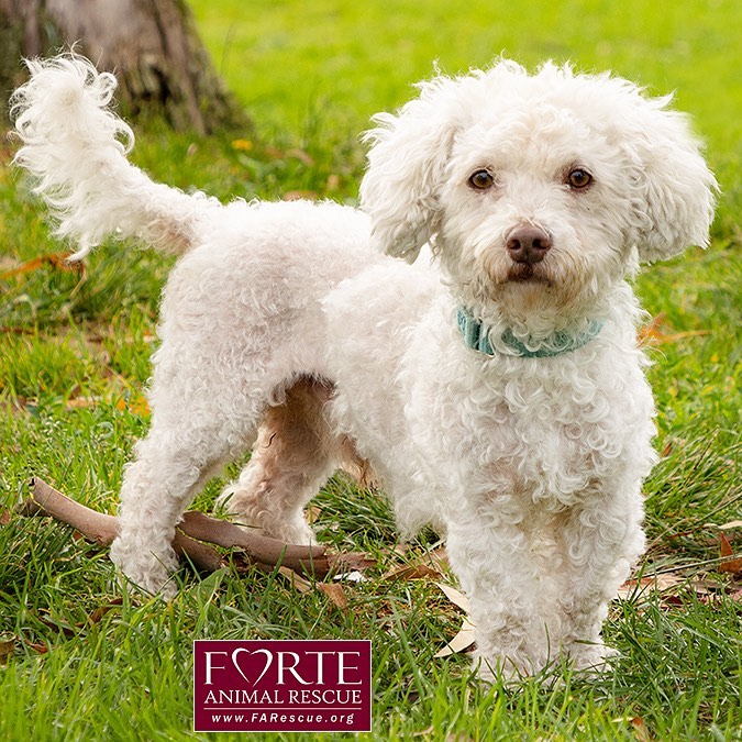 Adopt Toby!!! 🐩🐾💕
・・・
Our newest addition is absolutely precious, and he cannot wait to meet you. We’ll be sure to update you soon with a profile link and more information!
・・・
adoptapet.com/shelter16444-pets.html
(Link in bio)
・・・
<a target='_blank' href='https://www.instagram.com/explore/tags/rescuedogsofinstagram/'>#rescuedogsofinstagram</a> <a target='_blank' href='https://www.instagram.com/explore/tags/forteanimalrescue/'>#forteanimalrescue</a> <a target='_blank' href='https://www.instagram.com/explore/tags/adoptdontshop/'>#adoptdontshop</a> <a target='_blank' href='https://www.instagram.com/explore/tags/rescuedog/'>#rescuedog</a> <a target='_blank' href='https://www.instagram.com/explore/tags/igdogs/'>#igdogs</a> #🐶