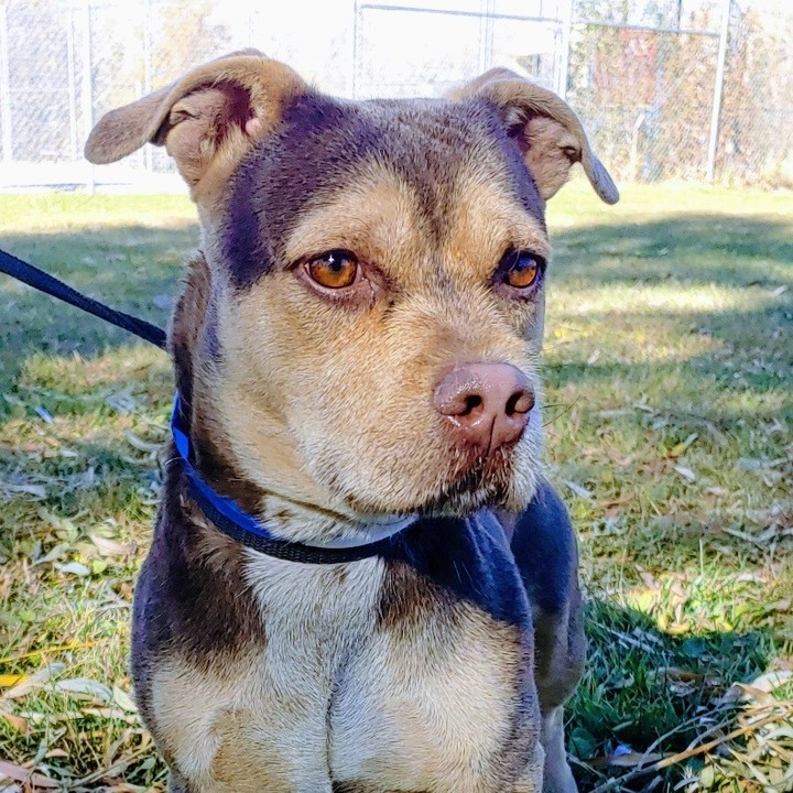 Meet Meatloaf! Boy, is he one handsome guy, weighing in at around 30lbs on some very short little legs, this low rider has it all. Meatloaf tries to play it cool. He pretends that he is to adult to play with his dog buddies but secretly plays with them when he thinks no one is watching. Meatloaf is a gentle, loving, & easy going boy who loves everyone he meets. 

This handsome boy, is a weird mix of something short, something wide, and something with wiry hair. He is about 4 years old and is ready to go home! <a target='_blank' href='https://www.instagram.com/explore/tags/adopt/'>#adopt</a> <a target='_blank' href='https://www.instagram.com/explore/tags/shortdog/'>#shortdog</a> <a target='_blank' href='https://www.instagram.com/explore/tags/shortie/'>#shortie</a> <a target='_blank' href='https://www.instagram.com/explore/tags/lowrider/'>#lowrider</a> <a target='_blank' href='https://www.instagram.com/explore/tags/adoptme/'>#adoptme</a> <a target='_blank' href='https://www.instagram.com/explore/tags/naawa/'>#naawa</a> <a target='_blank' href='https://www.instagram.com/explore/tags/trinidadco/'>#trinidadco</a>