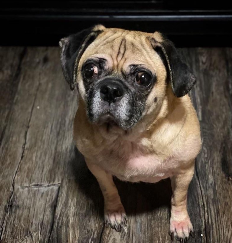 7 year old John Rebel on medical hold while we sort out some skin issues. He is a sweet boy, a kind of Velcro pug. <a target='_blank' href='https://www.instagram.com/explore/tags/adoptdontshop/'>#adoptdontshop</a> <a target='_blank' href='https://www.instagram.com/explore/tags/pronepug/'>#pronepug</a> <a target='_blank' href='https://www.instagram.com/explore/tags/johnrebel/'>#johnrebel</a> <a target='_blank' href='https://www.instagram.com/explore/tags/medicalhold/'>#medicalhold</a> <a target='_blank' href='https://www.instagram.com/explore/tags/pugsofinstagram/'>#pugsofinstagram</a> <a target='_blank' href='https://www.instagram.com/explore/tags/pugrescueofnewengland/'>#pugrescueofnewengland</a>