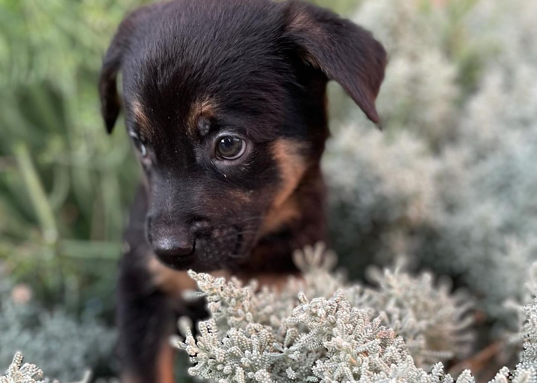 These puppies are all in search of their forever homes! If you’d like to meet any of our available puppies please complete an application and we will get you an appointment to smell some puppy breath! 

www.fostersandpaws.org/adopt

<a target='_blank' href='https://www.instagram.com/explore/tags/petadoption/'>#petadoption</a> <a target='_blank' href='https://www.instagram.com/explore/tags/adoptdontshop/'>#adoptdontshop</a> <a target='_blank' href='https://www.instagram.com/explore/tags/dogsofinstagram/'>#dogsofinstagram</a> <a target='_blank' href='https://www.instagram.com/explore/tags/adoption/'>#adoption</a> <a target='_blank' href='https://www.instagram.com/explore/tags/rescuedog/'>#rescuedog</a> <a target='_blank' href='https://www.instagram.com/explore/tags/dogrescue/'>#dogrescue</a> <a target='_blank' href='https://www.instagram.com/explore/tags/petsofinstagram/'>#petsofinstagram</a> <a target='_blank' href='https://www.instagram.com/explore/tags/dogs/'>#dogs</a> <a target='_blank' href='https://www.instagram.com/explore/tags/dog/'>#dog</a> <a target='_blank' href='https://www.instagram.com/explore/tags/adopt/'>#adopt</a> <a target='_blank' href='https://www.instagram.com/explore/tags/adoptables/'>#adoptables</a> <a target='_blank' href='https://www.instagram.com/explore/tags/adoptapet/'>#adoptapet</a> <a target='_blank' href='https://www.instagram.com/explore/tags/pet/'>#pet</a> <a target='_blank' href='https://www.instagram.com/explore/tags/petadoptions/'>#petadoptions</a>  <a target='_blank' href='https://www.instagram.com/explore/tags/rescue/'>#rescue</a> <a target='_blank' href='https://www.instagram.com/explore/tags/rescuedogsarethebestdogs/'>#rescuedogsarethebestdogs</a> <a target='_blank' href='https://www.instagram.com/explore/tags/rescuedogsarebest/'>#rescuedogsarebest</a> <a target='_blank' href='https://www.instagram.com/explore/tags/dogrescuesacramento/'>#dogrescuesacramento</a> <a target='_blank' href='https://www.instagram.com/explore/tags/rescueddogsarethegreatest/'>#rescueddogsarethegreatest</a> <a target='_blank' href='https://www.instagram.com/explore/tags/animalrescue/'>#animalrescue</a> <a target='_blank' href='https://www.instagram.com/explore/tags/rescueme/'>#rescueme</a> <a target='_blank' href='https://www.instagram.com/explore/tags/adoptadoggie/'>#adoptadoggie</a> <a target='_blank' href='https://www.instagram.com/explore/tags/petlovers/'>#petlovers</a> <a target='_blank' href='https://www.instagram.com/explore/tags/pets/'>#pets</a> <a target='_blank' href='https://www.instagram.com/explore/tags/animals/'>#animals</a> <a target='_blank' href='https://www.instagram.com/explore/tags/love/'>#love</a> <a target='_blank' href='https://www.instagram.com/explore/tags/fostersandpaws/'>#fostersandpaws</a> <a target='_blank' href='https://www.instagram.com/explore/tags/fosterssavelives/'>#fosterssavelives</a> <a target='_blank' href='https://www.instagram.com/explore/tags/sactowndogs/'>#sactowndogs</a>