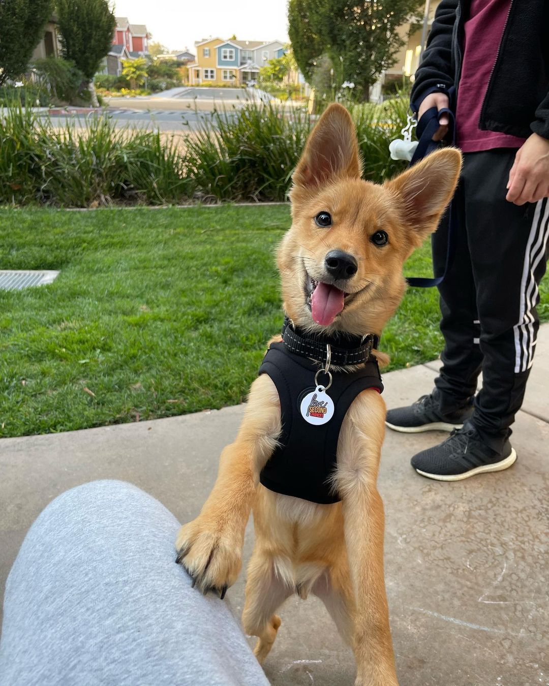 Robin has found his forever home! 💕

“Hi Melody, Robin is the sweetest boy! We adore him and we're so happy he's a part of our life!

He is such a smart puppy and has learned his commands quickly. He loves treats, walks, toys, belly rubs, and meeting new dogs and people. He gets a bit sad when we’re working upstairs but he is learning to be more independent day by day. 

Thank you for matching us up with him! It was truly love at first sight when we saw his photo!”

Follow Robin on Instagram 🐶:
@keepingupwith_robin