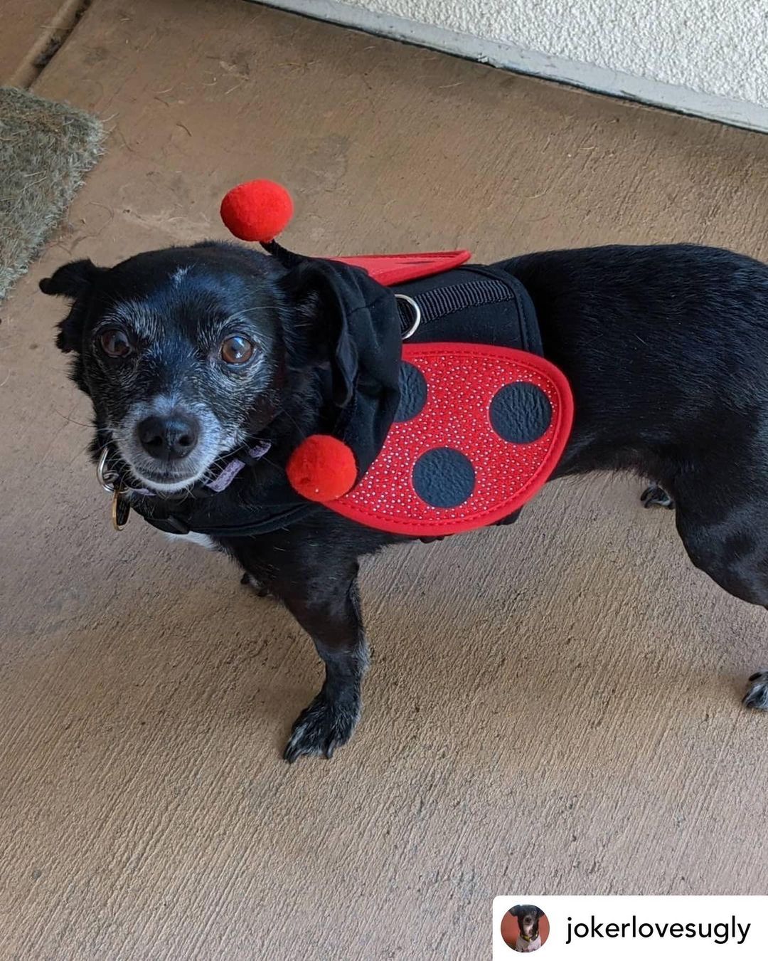 SVPP alum Willow is as cute as a bug!🐞Posted @withregram • @jokerlovesugly Just cause it's not Halloween anymore doesn't mean I can't photo dump some pics of the Willow-Bug. I mean who can resist this thing?❤️❤️
<a target='_blank' href='https://www.instagram.com/explore/tags/ladybug/'>#ladybug</a> <a target='_blank' href='https://www.instagram.com/explore/tags/bugs/'>#bugs</a> <a target='_blank' href='https://www.instagram.com/explore/tags/bugeyes/'>#bugeyes</a> <a target='_blank' href='https://www.instagram.com/explore/tags/halloween/'>#halloween</a> <a target='_blank' href='https://www.instagram.com/explore/tags/willow/'>#willow</a> <a target='_blank' href='https://www.instagram.com/explore/tags/chiweenie/'>#chiweenie</a> <a target='_blank' href='https://www.instagram.com/explore/tags/chihuahua/'>#chihuahua</a> <a target='_blank' href='https://www.instagram.com/explore/tags/daschund/'>#daschund</a> <a target='_blank' href='https://www.instagram.com/explore/tags/dogstagram/'>#dogstagram</a> <a target='_blank' href='https://www.instagram.com/explore/tags/dogsofinstagram/'>#dogsofinstagram</a> <a target='_blank' href='https://www.instagram.com/explore/tags/sanjose/'>#sanjose</a> <a target='_blank' href='https://www.instagram.com/explore/tags/dogsofsanjose/'>#dogsofsanjose</a> <a target='_blank' href='https://www.instagram.com/explore/tags/seniordogs/'>#seniordogs</a> <a target='_blank' href='https://www.instagram.com/explore/tags/blackdogs/'>#blackdogs</a> <a target='_blank' href='https://www.instagram.com/explore/tags/rescuedogs/'>#rescuedogs</a> <a target='_blank' href='https://www.instagram.com/explore/tags/mutts/'>#mutts</a> <a target='_blank' href='https://www.instagram.com/explore/tags/muttskickbutt/'>#muttskickbutt</a> <a target='_blank' href='https://www.instagram.com/explore/tags/adoptdontshop/'>#adoptdontshop</a> <a target='_blank' href='https://www.instagram.com/explore/tags/mansbestfriend/'>#mansbestfriend</a> <a target='_blank' href='https://www.instagram.com/explore/tags/embraceyourpets/'>#embraceyourpets</a> <a target='_blank' href='https://www.instagram.com/explore/tags/teampixel/'>#teampixel</a> <a target='_blank' href='https://www.instagram.com/explore/tags/doxie/'>#doxie</a> <a target='_blank' href='https://www.instagram.com/explore/tags/chihuahualove/'>#chihuahualove</a> <a target='_blank' href='https://www.instagram.com/explore/tags/doxielove/'>#doxielove</a> <a target='_blank' href='https://www.instagram.com/explore/tags/chihuahuagram/'>#chihuahuagram</a> <a target='_blank' href='https://www.instagram.com/explore/tags/oldlady/'>#oldlady</a> <a target='_blank' href='https://www.instagram.com/explore/tags/puppylove/'>#puppylove</a> <a target='_blank' href='https://www.instagram.com/explore/tags/halloweencostume/'>#halloweencostume</a> <a target='_blank' href='https://www.instagram.com/explore/tags/dogcostume/'>#dogcostume</a> <a target='_blank' href='https://www.instagram.com/explore/tags/dogs/'>#dogs</a>