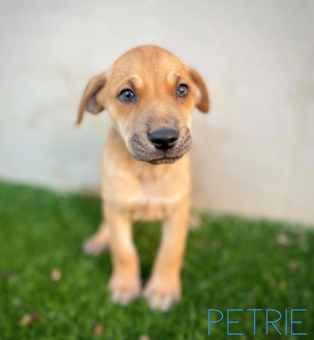 Join us on the adventure of a lifetime with one of these Land Before Time Puppies! 🦕 

They have embarked on the journey of finding their forever homes and they need your help! If you’ve been looking for lots of fun and adorable personalities, then we might have the perfect baby dinosaur for you! 

They are medium mixed breed puppies and guessed to be around 40-60 pounds full grown. 

Whether you are looking for an intelligent and playful pup like Littlefoot, or a sweet and optimistic personality like Ducky, head on over to our website to fill out an adoption application! 
www.hillcountryspca.com