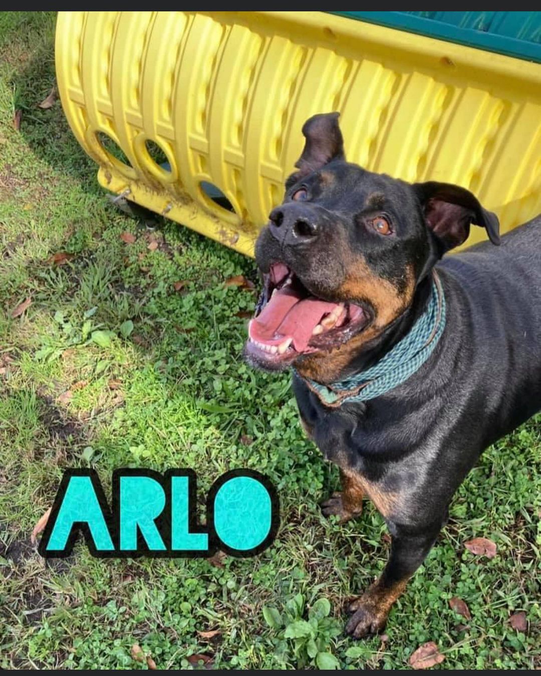 Meet Arlo! This handsome feller is renting a room at the Gloucester County Animal Shelter while waiting for his person/family. 👌🏽 For Arlo’s success, a dog interaction must take place if you already have a dog member of the family:) Like me with other humans, he is selective. 🤷🏼‍♀️ He may chase cats, so yeah... if you have cats Arlo may not be your boy. BUT, if you don’t, he is good with kids 12+ due his size and strength. He’s cute and fun! 👏🏽