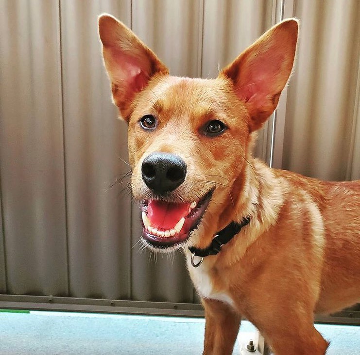 TGIF! Whether it’s running into the weekend full speed, or relaxing and settling in with a good snack, these adoptable pups are ready.

Pictured: Jimmy, Callie, Spotty, Berry, Flossy

<a target='_blank' href='https://www.instagram.com/explore/tags/adoptapet/'>#adoptapet</a> <a target='_blank' href='https://www.instagram.com/explore/tags/opttoadopt/'>#opttoadopt</a> <a target='_blank' href='https://www.instagram.com/explore/tags/adoptme/'>#adoptme</a> <a target='_blank' href='https://www.instagram.com/explore/tags/adoptdontshop/'>#adoptdontshop</a> <a target='_blank' href='https://www.instagram.com/explore/tags/torontodogsforadoption/'>#torontodogsforadoption</a> <a target='_blank' href='https://www.instagram.com/explore/tags/straytoplay/'>#straytoplay</a> <a target='_blank' href='https://www.instagram.com/explore/tags/rescuedog/'>#rescuedog</a> <a target='_blank' href='https://www.instagram.com/explore/tags/torontodogs/'>#torontodogs</a> <a target='_blank' href='https://www.instagram.com/explore/tags/foreverhomeneeded/'>#foreverhomeneeded</a> <a target='_blank' href='https://www.instagram.com/explore/tags/ontariorescuedogs/'>#ontariorescuedogs</a>