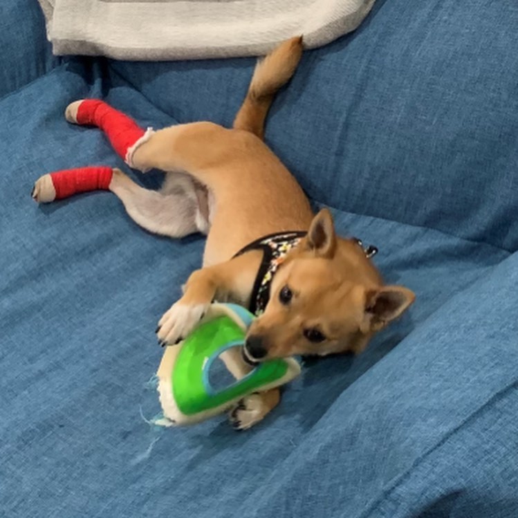 This is Bug! He is roughly 8 months to 1 yr. He was found after he was hit by a car and had a broken leg and some wounds. He 100% healed, healthy, neutered and fully vaccinated and microchipped. 

He is a little timid of strangers at first but when he opens up he is marvelous!! High energy and spunky and always being a little goofball! Loves to play with all pets and is a superchewer!! When he is done he is also full of snuggles and love!! He will lighten up your life!! Once you get to know this little creature your life will never be the same!!!

Looking to add a furry companion to your family?

Adoptions are first come, first served! Please view available animals on our website at www.scanimalshelter.org (link in Bio) and then visit the Shelter at 1001 Rodriguez Street in Santa Cruz to turn in your application. All adoptions require proof of home ownership or landlord approval. Please have this email information prepared. If an animal is in Foster Care, please bring in your adoption application and schedule an appointment to meet the animal. Please call 831-454-7200 between 10 am and 6 pm. We are open from 12-5 pm seven days a week. 

Thank you for your support! The Santa Cruz County Animal Shelter is an open admission—or open door—animal shelter. This means that we will not turn away any animal that comes to our doors.

<a target='_blank' href='https://www.instagram.com/explore/tags/adopt/'>#adopt</a> <a target='_blank' href='https://www.instagram.com/explore/tags/adoptshelterpets/'>#adoptshelterpets</a> <a target='_blank' href='https://www.instagram.com/explore/tags/adoptdontshop/'>#adoptdontshop</a> <a target='_blank' href='https://www.instagram.com/explore/tags/savelives/'>#savelives</a> <a target='_blank' href='https://www.instagram.com/explore/tags/sccas/'>#sccas</a> <a target='_blank' href='https://www.instagram.com/explore/tags/scanimalshelter/'>#scanimalshelter</a> <a target='_blank' href='https://www.instagram.com/explore/tags/santacruzcountyanimalshelter/'>#santacruzcountyanimalshelter</a> <a target='_blank' href='https://www.instagram.com/explore/tags/santacruzanimalshelter/'>#santacruzanimalshelter</a> <a target='_blank' href='https://www.instagram.com/explore/tags/makeadifference/'>#makeadifference</a> <a target='_blank' href='https://www.instagram.com/explore/tags/santacruzlife/'>#santacruzlife</a> <a target='_blank' href='https://www.instagram.com/explore/tags/volunteer/'>#volunteer</a> <a target='_blank' href='https://www.instagram.com/explore/tags/bekindtoanimals/'>#bekindtoanimals</a> <a target='_blank' href='https://www.instagram.com/explore/tags/opendooropenheart/'>#opendooropenheart</a> <a target='_blank' href='https://www.instagram.com/explore/tags/spayandneuter/'>#spayandneuter</a> <a target='_blank' href='https://www.instagram.com/explore/tags/rescueismyfavoritebreed/'>#rescueismyfavoritebreed</a> <a target='_blank' href='https://www.instagram.com/explore/tags/community/'>#community</a> <a target='_blank' href='https://www.instagram.com/explore/tags/giveback/'>#giveback</a> <a target='_blank' href='https://www.instagram.com/explore/tags/givethanks/'>#givethanks</a>