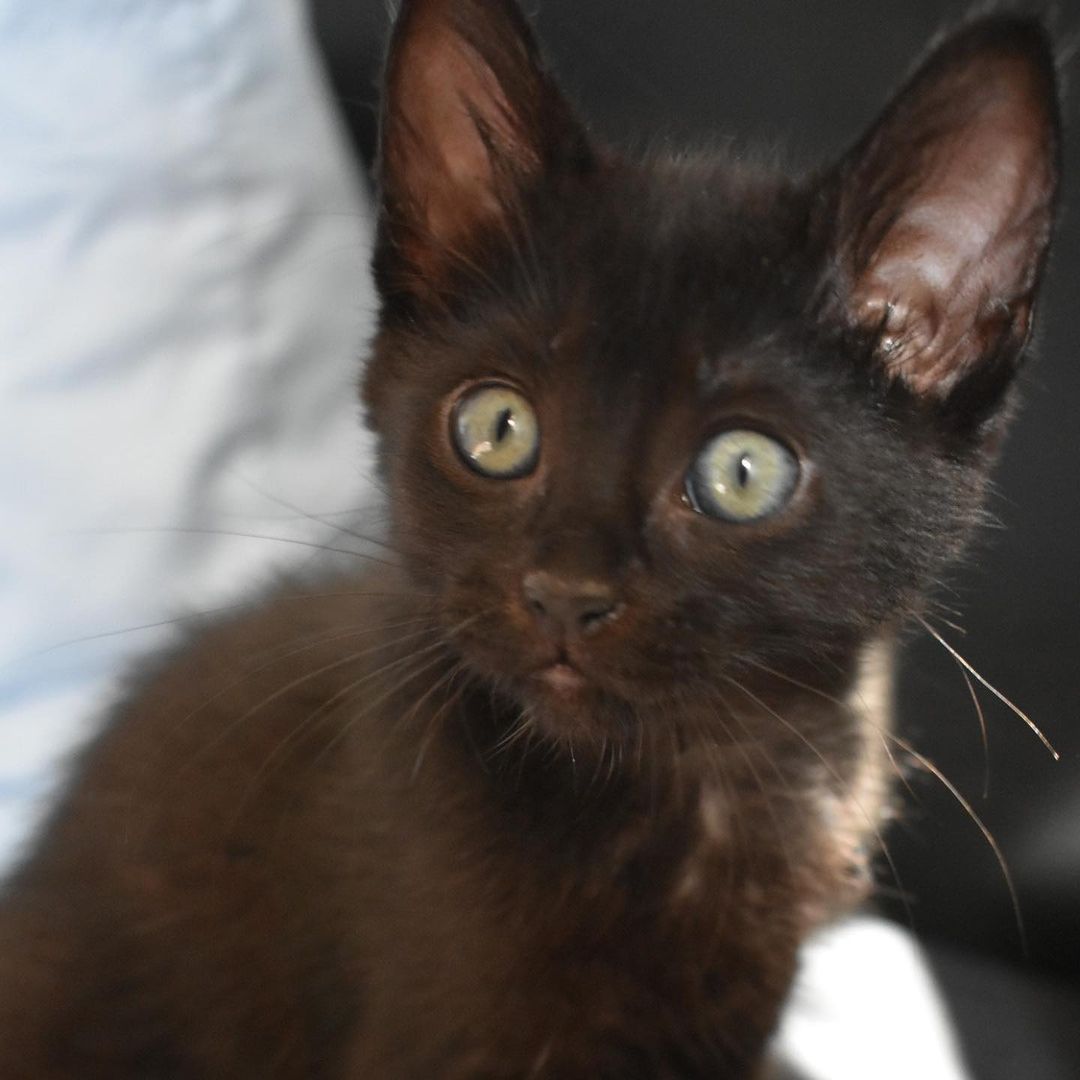 Belle is a kitten that has to be by you at all times. She loves to sit right on your shoulder and cuddle right on top of you at all other times. When she’s not cuddling with you then she’s playing with one of her siblings (Buzz, Nemo, Angel). Belle loves to greet you the second you come in the door and will want to be picked up right away to get kisses and extra love. She would fit best into a family that wants and can give endless love to little miss Belle. 
 ⠀⠀⠀⠀⠀⠀⠀⠀ ⠀⠀⠀⠀⠀⠀⠀⠀⠀ ⠀⠀⠀⠀⠀⠀⠀⠀⠀
 ⠀⠀⠀⠀⠀⠀⠀⠀⠀ ⠀⠀⠀⠀⠀⠀⠀⠀⠀
If you are interested in adopting Belle, submit an application at https://www.littlelionfoundation.org/adopt
 ⠀⠀⠀⠀⠀⠀⠀⠀⠀ ⠀⠀⠀⠀⠀⠀⠀⠀⠀
To donate⬇️
🐾 Donate thru our PayPal link at www.PayPal.me/littlelionfoundation
 ⠀⠀⠀⠀⠀⠀⠀⠀⠀ ⠀⠀⠀⠀⠀⠀⠀⠀⠀
🐾 VENMO: @Littlelion-foundation
 ⠀⠀⠀⠀⠀⠀⠀⠀⠀ ⠀⠀⠀⠀⠀⠀⠀⠀⠀
🐾 Donate thru our CUDDLY campaigns https://cuddly.com/shelter/37701/The-Little-Lion-Foundation
 ⠀⠀⠀⠀⠀⠀⠀⠀⠀ ⠀⠀⠀⠀⠀⠀⠀⠀⠀
🐾www.littlelionfoundation.org/donate
 ⠀⠀⠀⠀⠀⠀⠀⠀⠀ ⠀⠀⠀⠀⠀⠀⠀⠀⠀
<a target='_blank' href='https://www.instagram.com/explore/tags/thelittlelionfoundation/'>#thelittlelionfoundation</a> <a target='_blank' href='https://www.instagram.com/explore/tags/roarforthevoiceless/'>#roarforthevoiceless</a> <a target='_blank' href='https://www.instagram.com/explore/tags/adopt/'>#adopt</a> <a target='_blank' href='https://www.instagram.com/explore/tags/adoptdontshop/'>#adoptdontshop</a> <a target='_blank' href='https://www.instagram.com/explore/tags/spayandneuter/'>#spayandneuter</a> <a target='_blank' href='https://www.instagram.com/explore/tags/longbeach/'>#longbeach</a> <a target='_blank' href='https://www.instagram.com/explore/tags/foster/'>#foster</a> <a target='_blank' href='https://www.instagram.com/explore/tags/fosterkittens/'>#fosterkittens</a> <a target='_blank' href='https://www.instagram.com/explore/tags/donate/'>#donate</a> <a target='_blank' href='https://www.instagram.com/explore/tags/rescuecat/'>#rescuecat</a> <a target='_blank' href='https://www.instagram.com/explore/tags/cat/'>#cat</a> <a target='_blank' href='https://www.instagram.com/explore/tags/kittens/'>#kittens</a> <a target='_blank' href='https://www.instagram.com/explore/tags/blackcat/'>#blackcat</a>