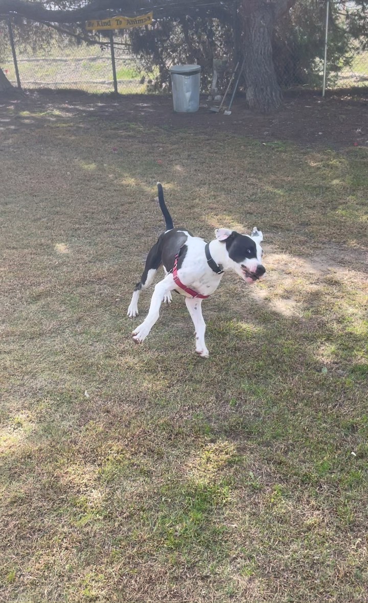 Looking for one simple trick to perk up your life? Adopt a gigantic, goofy 1 year-old Hound mix! ✅ 

Cowboy is ready for a home!

For more information, call 76.753.6413 or email info@sdpets.org. 

Open Friday through Monday, 11 am to 2 pm. 

<a target='_blank' href='https://www.instagram.com/explore/tags/rchsfreshstart/'>#rchsfreshstart</a> <a target='_blank' href='https://www.instagram.com/explore/tags/adoptdontshop/'>#adoptdontshop</a> <a target='_blank' href='https://www.instagram.com/explore/tags/rescuepetsofinstagram/'>#rescuepetsofinstagram</a> <a target='_blank' href='https://www.instagram.com/explore/tags/animalrescue/'>#animalrescue</a> <a target='_blank' href='https://www.instagram.com/explore/tags/houndmix/'>#houndmix</a>