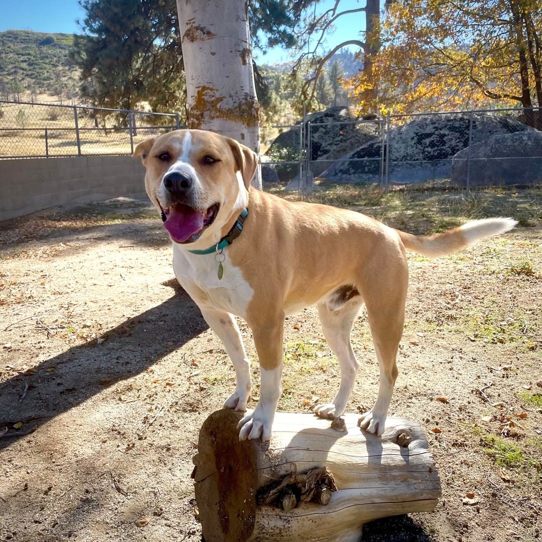 Whenever anyone visits Dug in his yard, he will run to greet you by jumping on a dog house, a rock, his play structure, or this log. He knows he's not allowed to jump up on people, so he has learned to jump onto something that gives him a little height so he can be closer to your face - so he can give you slobbery kisses. 

Dug is available for adoption and hoping to find someone that will enjoy receiving slobbery dog kisses as much as he likes giving them. To learn more about Dug, please visit our website: https://living-free.org/adopt-a-pet/dog-adoption/ (link in our bio)

<a target='_blank' href='https://www.instagram.com/explore/tags/adoptable/'>#adoptable</a> <a target='_blank' href='https://www.instagram.com/explore/tags/adoptme/'>#adoptme</a> <a target='_blank' href='https://www.instagram.com/explore/tags/adoptdontshop/'>#adoptdontshop</a> <a target='_blank' href='https://www.instagram.com/explore/tags/smartdog/'>#smartdog</a> <a target='_blank' href='https://www.instagram.com/explore/tags/colliemix/'>#colliemix</a> <a target='_blank' href='https://www.instagram.com/explore/tags/rescuedog/'>#rescuedog</a> <a target='_blank' href='https://www.instagram.com/explore/tags/dogrescue/'>#dogrescue</a> <a target='_blank' href='https://www.instagram.com/explore/tags/dogsofinstagram/'>#dogsofinstagram</a> <a target='_blank' href='https://www.instagram.com/explore/tags/doglovers/'>#doglovers</a> <a target='_blank' href='https://www.instagram.com/explore/tags/doglife/'>#doglife</a> <a target='_blank' href='https://www.instagram.com/explore/tags/happydog/'>#happydog</a> <a target='_blank' href='https://www.instagram.com/explore/tags/dogsmile/'>#dogsmile</a> <a target='_blank' href='https://www.instagram.com/explore/tags/dogkisses/'>#dogkisses</a> <a target='_blank' href='https://www.instagram.com/explore/tags/animalrescue/'>#animalrescue</a> <a target='_blank' href='https://www.instagram.com/explore/tags/idyllwild/'>#idyllwild</a> <a target='_blank' href='https://www.instagram.com/explore/tags/livingfreeanimals/'>#livingfreeanimals</a>