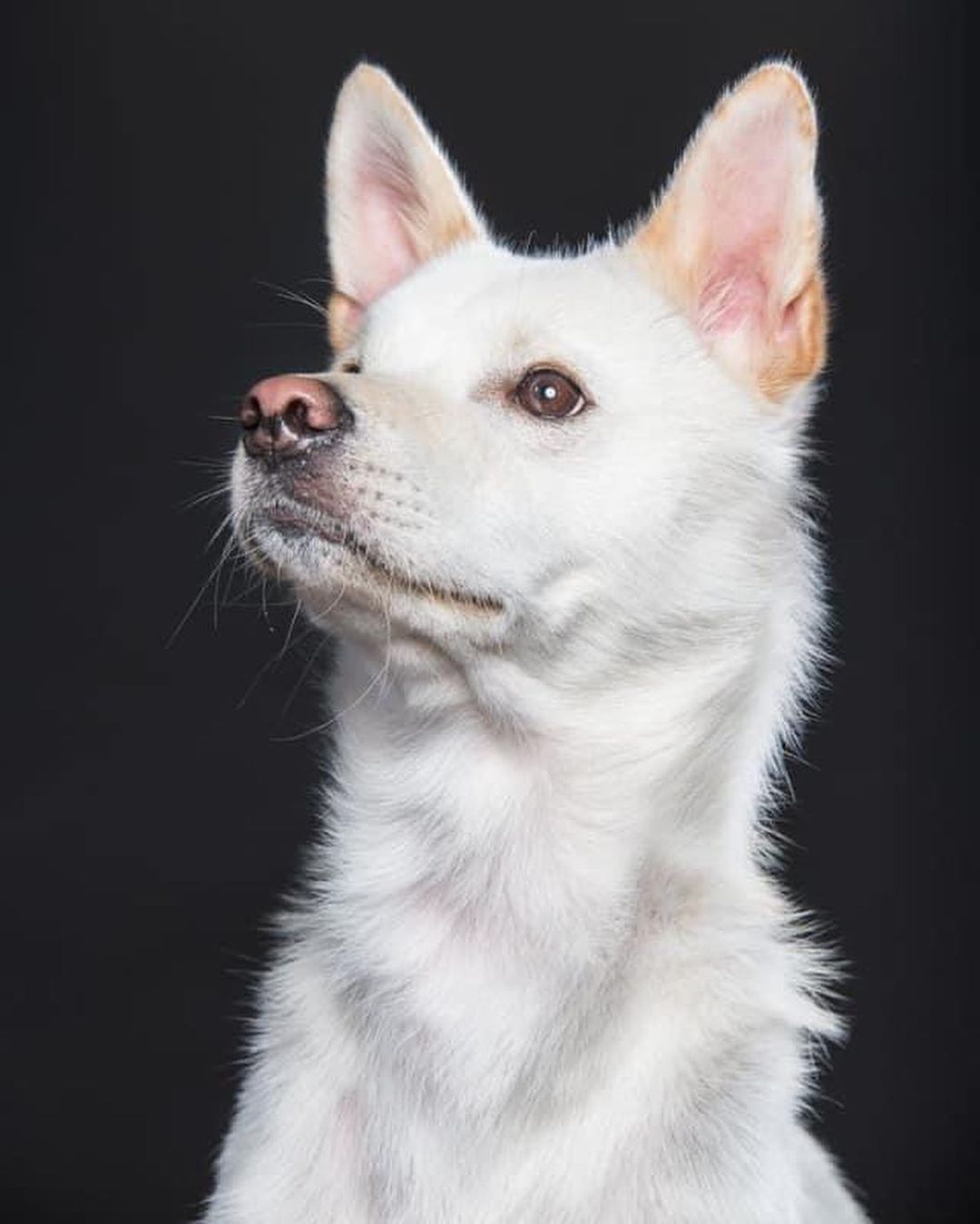 Meet Soju! He is a Korean jindo mix, who is actually from South Korea. He weighs 31 pounds, and is a year and half old. He is house trained and has been crated before, but does great outside of it! He can be energetic, but calm me easily. Extremely fast and agile. He gets along great with other dogs and even cats. He loves toys. His favorite toy is his rubber duck. He knows several tricks and learns easily! He is a great dog all around very well behaved! 

Soju is being fostered in Huntsville, Alabama. He is up to date on vaccines and preventatives, microchipped, and neutered. If you’re interested in meeting Soju, just fill out a non-binding adoption application at FORrescue.net. Email info@FORrescue.net with any questions. 
<a target='_blank' href='https://www.instagram.com/explore/tags/soju/'>#soju</a> <a target='_blank' href='https://www.instagram.com/explore/tags/jindomix/'>#jindomix</a> <a target='_blank' href='https://www.instagram.com/explore/tags/rescuedog/'>#rescuedog</a> <a target='_blank' href='https://www.instagram.com/explore/tags/fosterdog/'>#fosterdog</a> <a target='_blank' href='https://www.instagram.com/explore/tags/dog/'>#dog</a> <a target='_blank' href='https://www.instagram.com/explore/tags/dogsofinstagram/'>#dogsofinstagram</a> <a target='_blank' href='https://www.instagram.com/explore/tags/adoptdontshop/'>#adoptdontshop</a> <a target='_blank' href='https://www.instagram.com/explore/tags/spayandneuter/'>#spayandneuter</a> <a target='_blank' href='https://www.instagram.com/explore/tags/friendsofrescue/'>#friendsofrescue</a> <a target='_blank' href='https://www.instagram.com/explore/tags/forrescue/'>#forrescue</a>