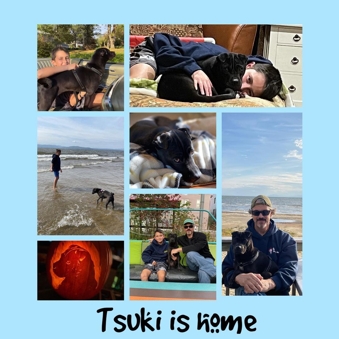Tsuki, the “pug mix” who is actually full Shar Pei was adopted! Congratulations to her foster family who realized she was already home.❤️ Happy life Tsuki! It’s gonna be a great one! <a target='_blank' href='https://www.instagram.com/explore/tags/adoptdontshop/'>#adoptdontshop</a> <a target='_blank' href='https://www.instagram.com/explore/tags/fosterwin/'>#fosterwin</a> <a target='_blank' href='https://www.instagram.com/explore/tags/pronealumni/'>#pronealumni</a> <a target='_blank' href='https://www.instagram.com/explore/tags/honorarypug/'>#honorarypug</a> <a target='_blank' href='https://www.instagram.com/explore/tags/sharpeisofinstagram/'>#sharpeisofinstagram</a> <a target='_blank' href='https://www.instagram.com/explore/tags/gotchaday/'>#gotchaday</a> <a target='_blank' href='https://www.instagram.com/explore/tags/tsuki/'>#tsuki</a>