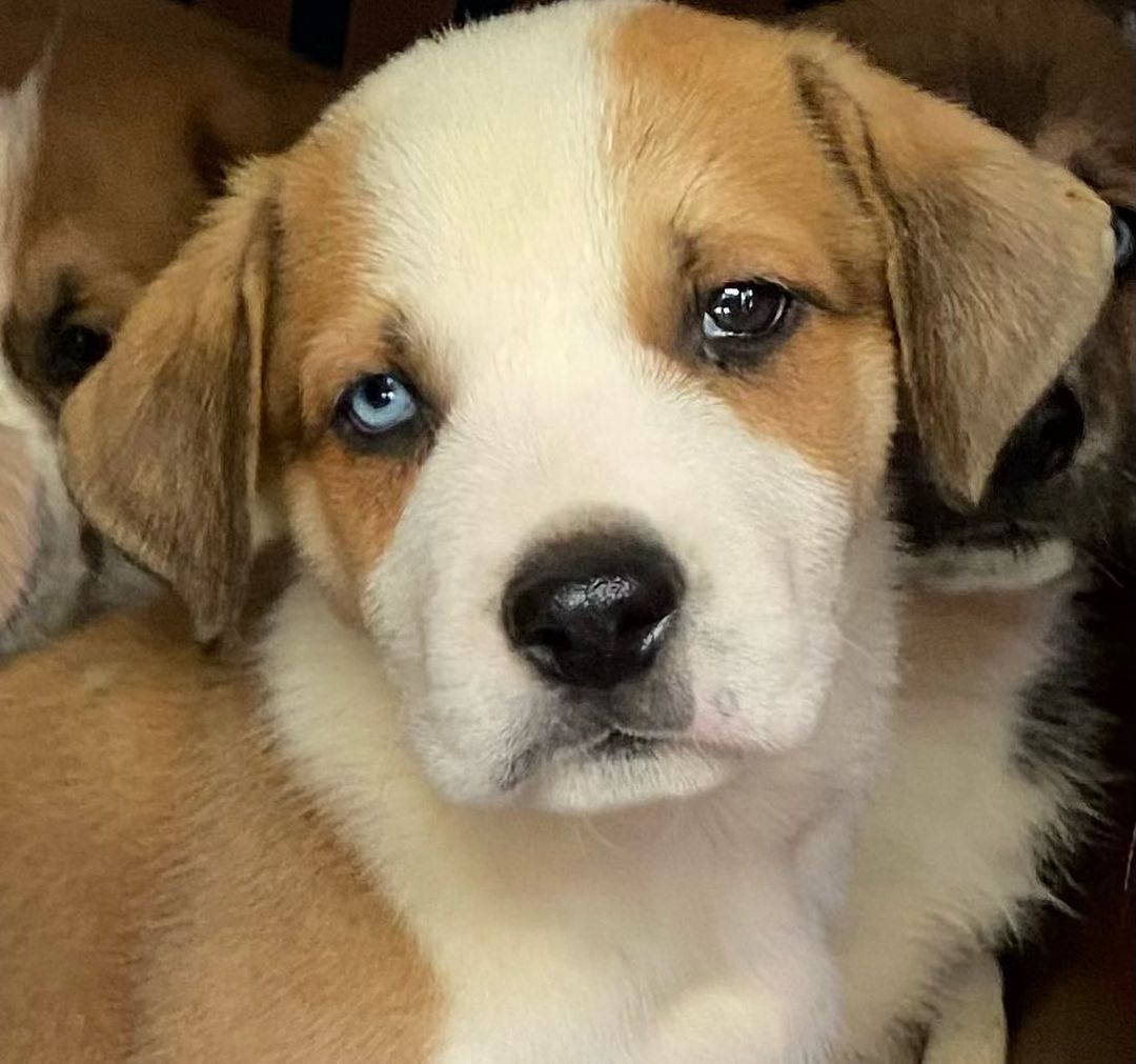 The crew has arrived.  Nine 6 week old pups.  A mixed breed but some have blue and brown eyes.  Going to be big dogs.  Will be up for adoption in two weeks