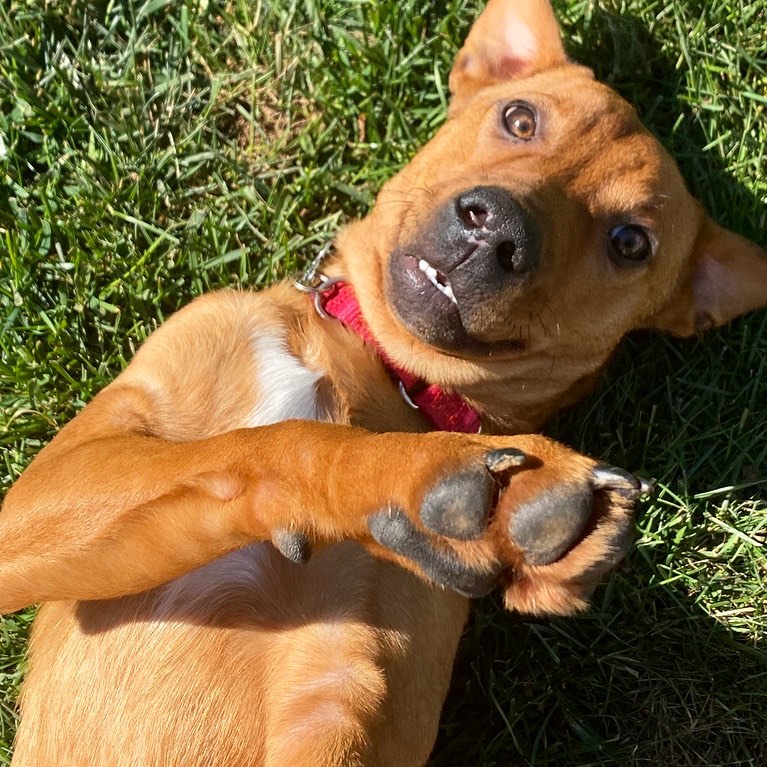 Hey!! It’s adoptable Franklin Tree here to remind you to check out the OPH Online Auction! Today is the LAST DAY. With 500+ items, there is something for everyone (human and furry). Don’t miss out on your chance to shop and save <a target='_blank' href='https://www.instagram.com/explore/tags/rescuedogs/'>#rescuedogs</a>! 

Go to the link in our bio to view the auction items and bid on your favorites!

<a target='_blank' href='https://www.instagram.com/explore/tags/adoptabledog/'>#adoptabledog</a> <a target='_blank' href='https://www.instagram.com/explore/tags/adoptdontshop/'>#adoptdontshop</a> <a target='_blank' href='https://www.instagram.com/explore/tags/opttoadopt/'>#opttoadopt</a> <a target='_blank' href='https://www.instagram.com/explore/tags/ophrescue/'>#ophrescue</a> <a target='_blank' href='https://www.instagram.com/explore/tags/savedogs/'>#savedogs</a> <a target='_blank' href='https://www.instagram.com/explore/tags/dogrescue/'>#dogrescue</a> <a target='_blank' href='https://www.instagram.com/explore/tags/rescuedogs/'>#rescuedogs</a> <a target='_blank' href='https://www.instagram.com/explore/tags/mustlovedogs/'>#mustlovedogs</a> <a target='_blank' href='https://www.instagram.com/explore/tags/rescuedismyfavoritebreed/'>#rescuedismyfavoritebreed</a> <a target='_blank' href='https://www.instagram.com/explore/tags/rescuedogsofinstagram/'>#rescuedogsofinstagram</a> <a target='_blank' href='https://www.instagram.com/explore/tags/ophonlineauction/'>#ophonlineauction</a>