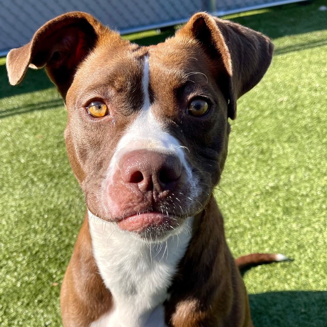 Hey friends, Stormy here! I would love to find my new home very soon. I am down for just about anything you want to do from walks, runs, playtime or snuggling. I am a very beautiful brown and white girl and consider myself a very loyal friend. I am ready to drink pumpkin spiced lattes and take selfies, let's make memories together! If you are going to pick out some toys for me, make sure they are the squeaky kind! Those are the absolute best! I'm 5 years old, so I am much more mature than a puppy and I can show you my nice manners. I spent a little time in a foster home where I did wonderful around kids of all ages. The nice people here say I am super healthy and ready to go! I am already dreaming of relaxing fireside on my new comfy couch.

If Stormy is the gal for you, please come to HSHC with the whole family and any canine siblings - she can't wait to meet you. She would prefer a home without cats.