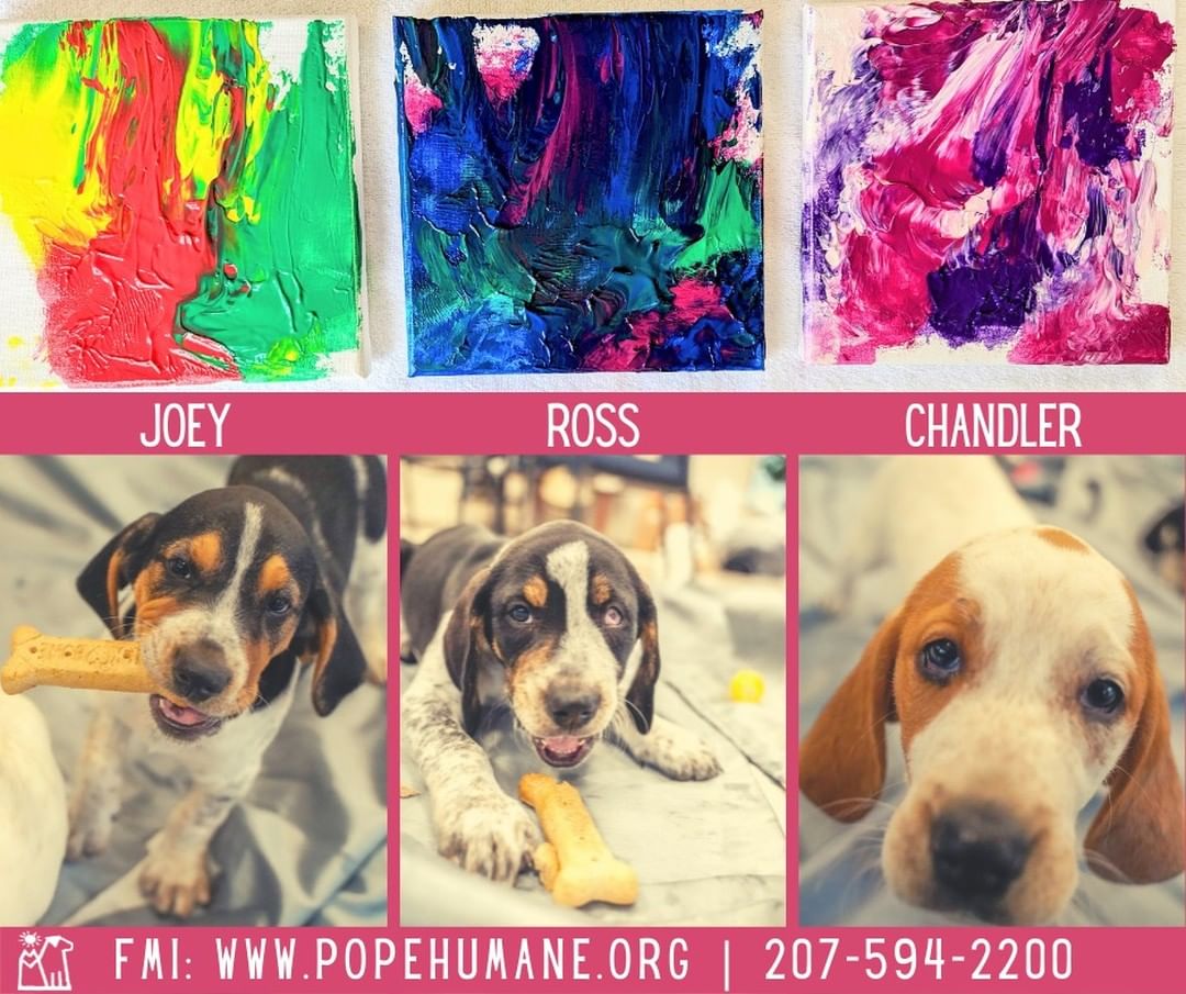 On Wednesday, we had a puppy paint party and announced the names of the three hound puppies! Quite a few people asked to see the masterpieces created by the three pups. It only seems fitting to show you each puppy with its name and artwork. 

A special note, Joey, Ross, and Chandler are not quite ready for adoption. PMHS adoption counselors are currently going through puppy adoption applications to find the best fit for these hounds and will be contacting applicants soon!

<a target='_blank' href='https://www.instagram.com/explore/tags/dogs/'>#dogs</a> <a target='_blank' href='https://www.instagram.com/explore/tags/dog/'>#dog</a> <a target='_blank' href='https://www.instagram.com/explore/tags/PMHS/'>#PMHS</a> <a target='_blank' href='https://www.instagram.com/explore/tags/popememorialhumanesociety/'>#popememorialhumanesociety</a> <a target='_blank' href='https://www.instagram.com/explore/tags/picME/'>#picME</a> <a target='_blank' href='https://www.instagram.com/explore/tags/adoptME/'>#adoptME</a> <a target='_blank' href='https://www.instagram.com/explore/tags/hound/'>#hound</a> <a target='_blank' href='https://www.instagram.com/explore/tags/hounddog/'>#hounddog</a>