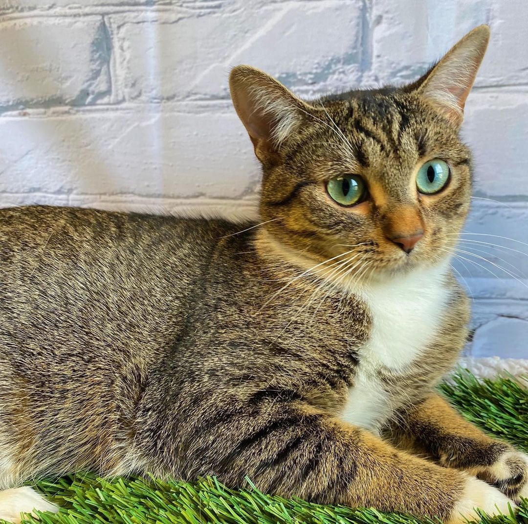 Meet Yvon! 😻 ADOPTED 💚

She’s just over a year old and absolutely precious! She has the perfect personality and is ready to play at a moments notice but just as content watching a movie and having a nap. During her photoshoot with us, she was the only kitty motivated by the treats and even did a few little dances for us but just look at this look model! 📸

This little goofball seems to do well with the other kitties here and would make the perfect addition to any family 💕