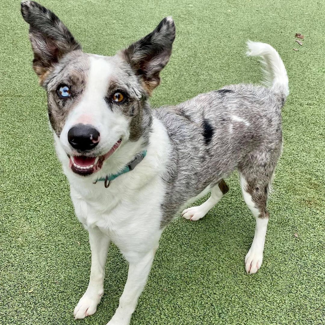 S T U N N I N G and S M A R T

This girl’s got both - brains and beauty! Meet gorgeous Cinderella, a 2 year old Aussie mix who’s eager to please. 

The first thing you’ll notice about this sweet pup (besides her super cool heterochromia - differently colored eyes) is how responsive she is to her humans. She is crazy smart and immediately learned commands like sit, stay, shake, lay and more. She loves walks, playing fetch, other dogs and kids. One thing she doesn’t like (or perhaps likes a little too much?) is cats. So a no feline home is best for this girl. 

She also enjoys chewing on bones, chasing tennis balls, and snuggling on the couch with her people. She is truly a great dog, and will make a wonderful addition to a family that is cat free. 

Interested in this young pup with the whole package? Apply to meet her!! https://www.shelterluv.com/matchme/adopt/HTH/Dog

<a target='_blank' href='https://www.instagram.com/explore/tags/adoptme/'>#adoptme</a> <a target='_blank' href='https://www.instagram.com/explore/tags/aussiemix/'>#aussiemix</a> <a target='_blank' href='https://www.instagram.com/explore/tags/rescuedog/'>#rescuedog</a> <a target='_blank' href='https://www.instagram.com/explore/tags/heterochromia/'>#heterochromia</a> <a target='_blank' href='https://www.instagram.com/explore/tags/familydog/'>#familydog</a> <a target='_blank' href='https://www.instagram.com/explore/tags/dogsofstl/'>#dogsofstl</a> <a target='_blank' href='https://www.instagram.com/explore/tags/dogsofstlouis/'>#dogsofstlouis</a> <a target='_blank' href='https://www.instagram.com/explore/tags/beauty/'>#beauty</a> <a target='_blank' href='https://www.instagram.com/explore/tags/energetic/'>#energetic</a> <a target='_blank' href='https://www.instagram.com/explore/tags/smart/'>#smart</a> <a target='_blank' href='https://www.instagram.com/explore/tags/pickme/'>#pickme</a> <a target='_blank' href='https://www.instagram.com/explore/tags/cinderella/'>#cinderella</a> <a target='_blank' href='https://www.instagram.com/explore/tags/goodgirl/'>#goodgirl</a>