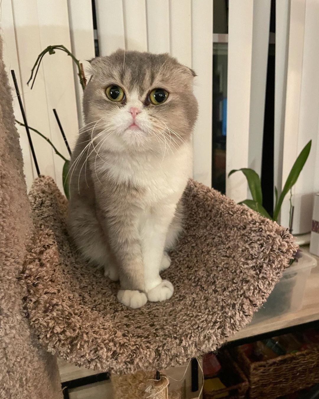 If you’re fascinated by our Scottish Fold kitten, affectionately referred to as Poopers, than feast your eyes upon his mother Aurelia and brother Julius, who is 4 months old. They will both be available for adoption after they are fixed next week. Both are super friendly and are having a blast in their foster home playing with the other cats and getting lots of love. They do not need to be adopted together but Julius will need a feline companion in his next home so he has a playmate. Bonus - both of them can poop on their own. <a target='_blank' href='https://www.instagram.com/explore/tags/adoptdontshop/'>#adoptdontshop</a> <a target='_blank' href='https://www.instagram.com/explore/tags/eastbrunswicknj/'>#eastbrunswicknj</a> <a target='_blank' href='https://www.instagram.com/explore/tags/englishtownnj/'>#englishtownnj</a> <a target='_blank' href='https://www.instagram.com/explore/tags/oldbridgenj/'>#oldbridgenj</a> <a target='_blank' href='https://www.instagram.com/explore/tags/marlboronj/'>#marlboronj</a> <a target='_blank' href='https://www.instagram.com/explore/tags/catsofnj/'>#catsofnj</a> <a target='_blank' href='https://www.instagram.com/explore/tags/catsofnyc/'>#catsofnyc</a> <a target='_blank' href='https://www.instagram.com/explore/tags/cuteaf/'>#cuteaf</a> <a target='_blank' href='https://www.instagram.com/explore/tags/catsofig/'>#catsofig</a> <a target='_blank' href='https://www.instagram.com/explore/tags/catsofinstagram/'>#catsofinstagram</a> <a target='_blank' href='https://www.instagram.com/explore/tags/kittensofnj/'>#kittensofnj</a> <a target='_blank' href='https://www.instagram.com/explore/tags/kittensofnyc/'>#kittensofnyc</a> <a target='_blank' href='https://www.instagram.com/explore/tags/scottishfold/'>#scottishfold</a> <a target='_blank' href='https://www.instagram.com/explore/tags/britishshorthair/'>#britishshorthair</a>