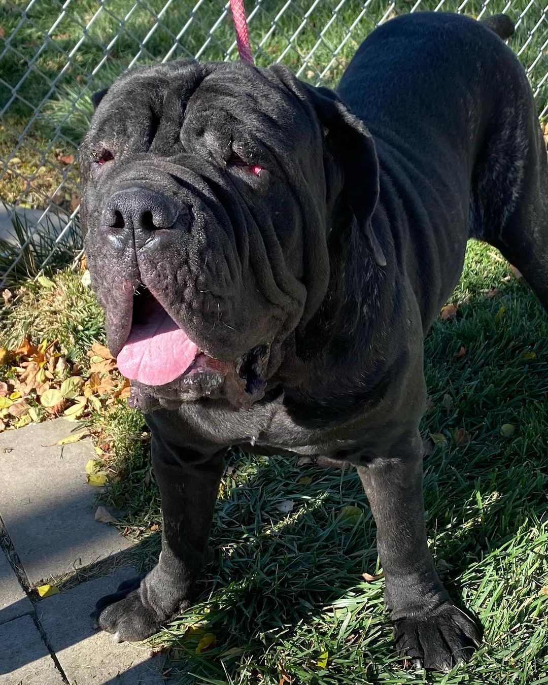 This is Tank and is a 3 year old Neapolitan mastiff.  He is character with lots of drool.