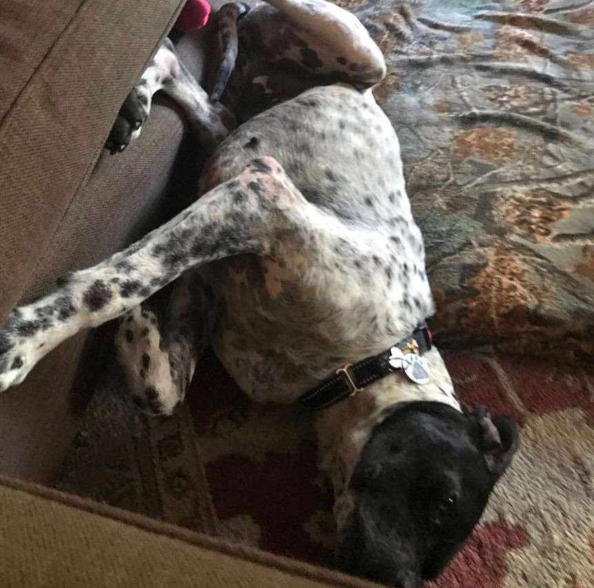 TGIF! Whether it’s running into the weekend full speed, or relaxing and settling in with a good snack, these adoptable pups are ready.

Pictured: Jimmy, Callie, Spotty, Berry, Flossy

<a target='_blank' href='https://www.instagram.com/explore/tags/adoptapet/'>#adoptapet</a> <a target='_blank' href='https://www.instagram.com/explore/tags/opttoadopt/'>#opttoadopt</a> <a target='_blank' href='https://www.instagram.com/explore/tags/adoptme/'>#adoptme</a> <a target='_blank' href='https://www.instagram.com/explore/tags/adoptdontshop/'>#adoptdontshop</a> <a target='_blank' href='https://www.instagram.com/explore/tags/torontodogsforadoption/'>#torontodogsforadoption</a> <a target='_blank' href='https://www.instagram.com/explore/tags/straytoplay/'>#straytoplay</a> <a target='_blank' href='https://www.instagram.com/explore/tags/rescuedog/'>#rescuedog</a> <a target='_blank' href='https://www.instagram.com/explore/tags/torontodogs/'>#torontodogs</a> <a target='_blank' href='https://www.instagram.com/explore/tags/foreverhomeneeded/'>#foreverhomeneeded</a> <a target='_blank' href='https://www.instagram.com/explore/tags/ontariorescuedogs/'>#ontariorescuedogs</a>