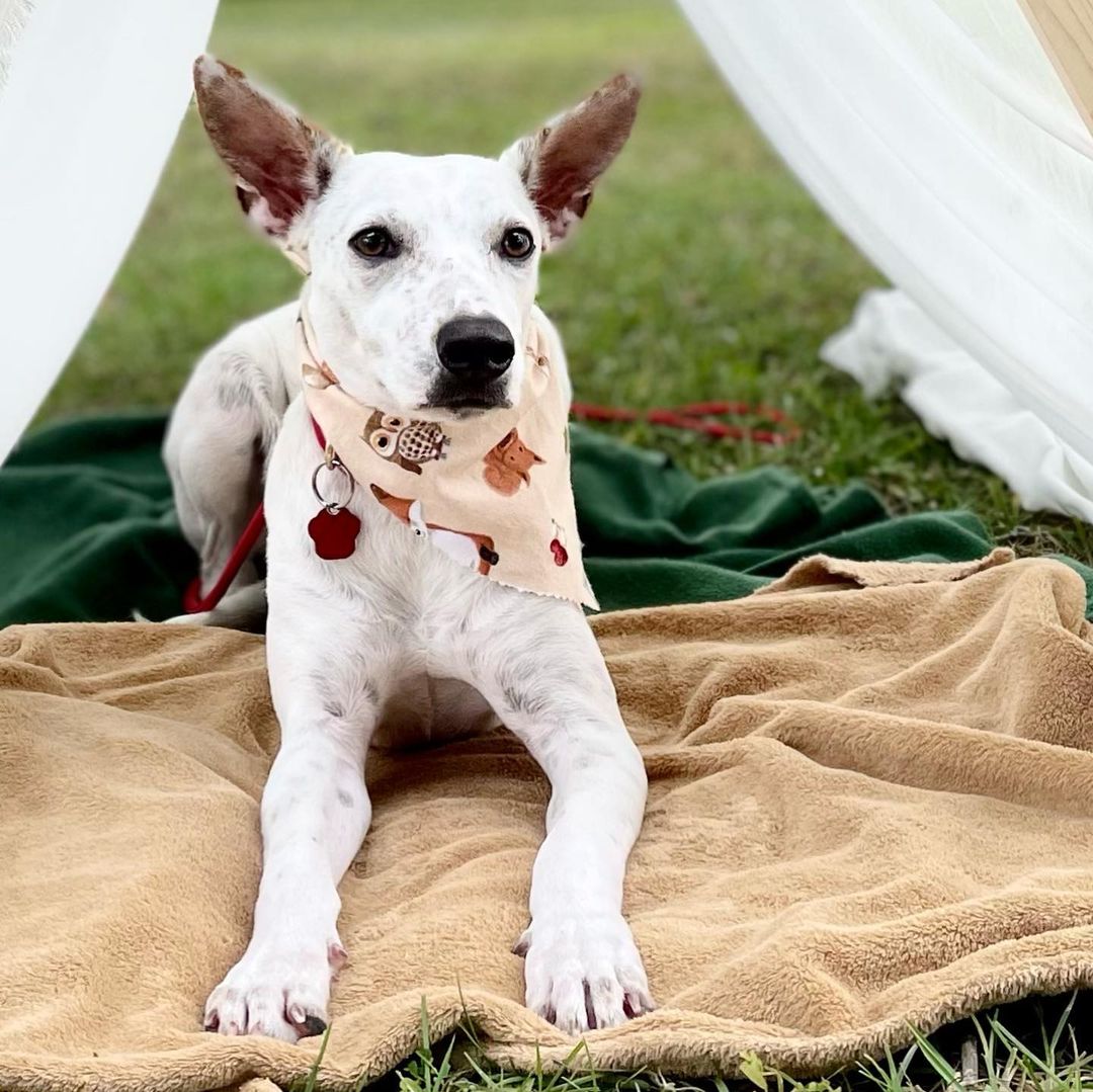 Bahamas Rescue dogs Baxter and Angel are still available for adoption! These two lovable dogs are both under 40 lbs and under a year old. We can hardly believe these sweethearts haven’t been adopted!

Learn more about them both at the link in our bio! Apply to adopt today! ♥️🐾