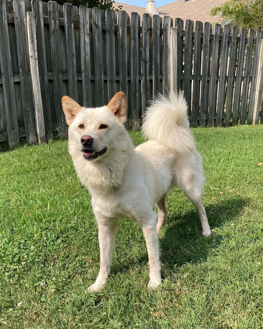 🎶 You are my Sunshine, my only Sunshine 🎶
The perfect words to describe what this beautiful girl is looking for! Sunshine is searching for a forever home where she is the only pet and with a fenced in backyard to romp around in on beautiful days like today. ☀️ 

Learn more about this sweet pup and apply to adopt on agaperescue.org