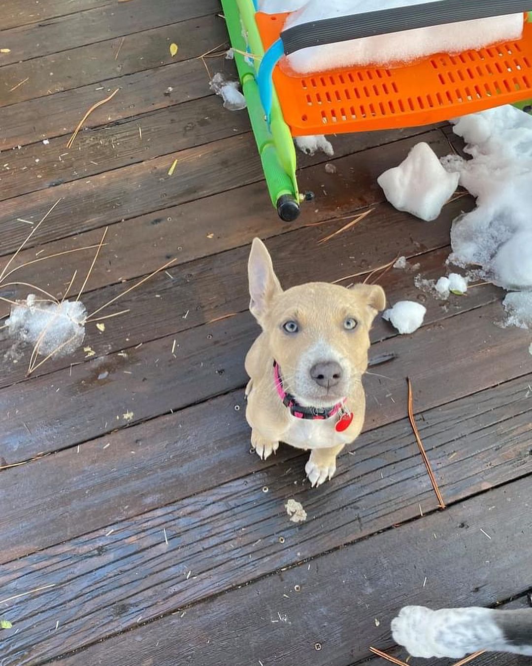 PUPDATE: Fenway is still available! Come get this sweet girl 🐾

HSTT has puppies! Ebbet, Wrigley and Fenway are sweet girls that are all 3 months old and ready for their forever homes! 

Please email adoptions@hstt.org for inquiries. Appointments start tomorrow, 11/3!