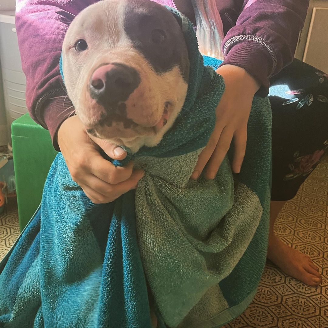 Someone got a tubby today and loved it!!! 💚🛁🐾