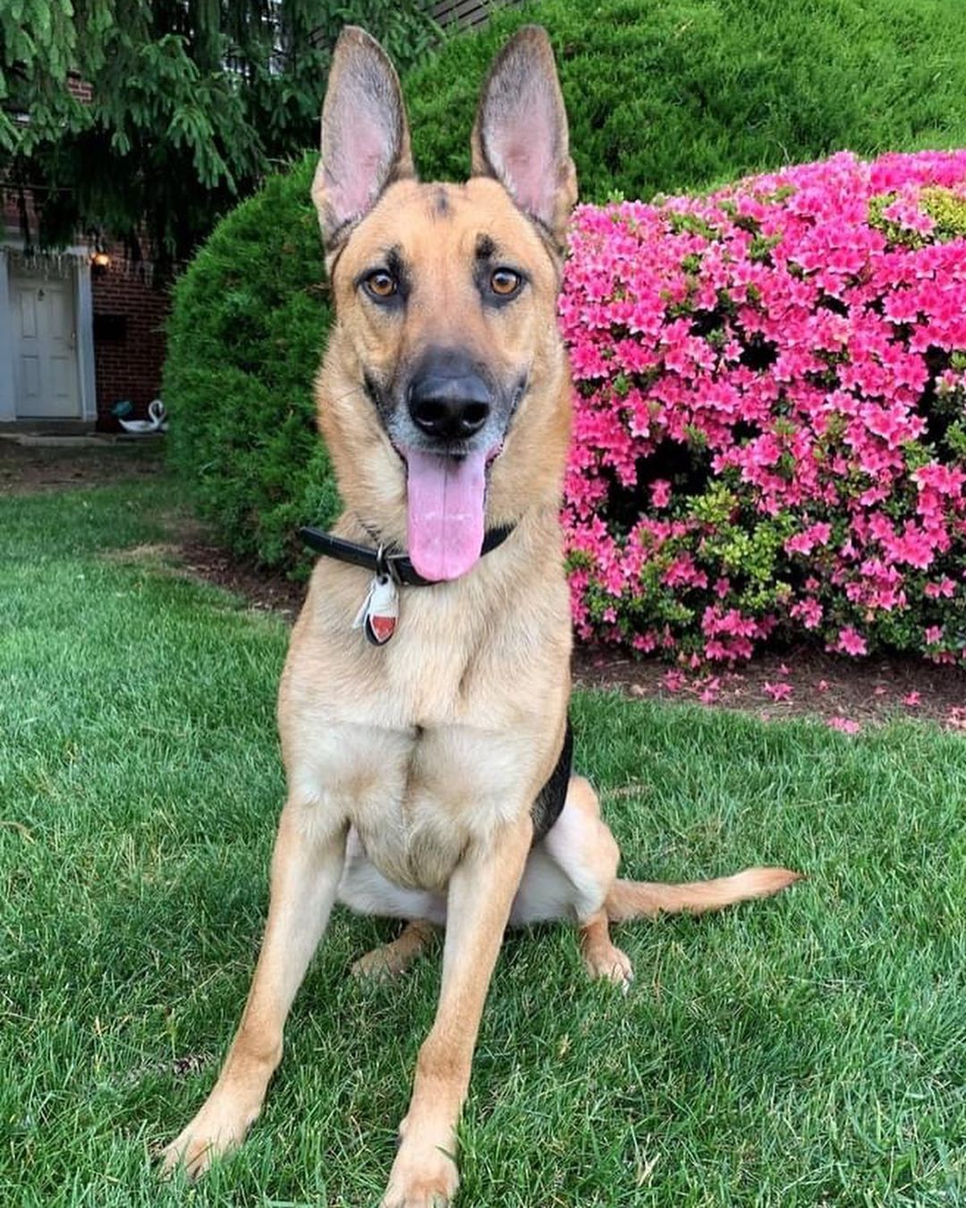 Meet Bruno! This handsome Shepherd boy was rescued by one of our best foster dads, Bryan, who is friends with Bruno’s prior owner. Bryan has been fostering Bruno for 7 months and he has proven to be a loving, loyal, and energetic dog who is very connected to his human. He loves to play and really enjoys the company of other dogs. However, he lacks some natural confidence and gets anxious about new things, and we’ve found he does better and is more confident with a dog buddy by his side.
 
Bruno has been through formal training with our partners Blue Ridge Canine, and Bryan has continued to work on his basic obedience skills and to be calm when it’s walk time or time to go out. Bruno needs an owner willing to work with him and continue his training to build a strong relationship and trust.
 
We are looking for a seasoned dog owner for Bruno, preferably someone with GSD experience. The ideal home for Bruno would be in a quiet area with lots of space to run around and another social, active dog. He’s not a fan of being alone and would benefit from a flexible schedule. He’s never destructive but needs someone who has time to dedicate to him.
 
Learn more about Bruno - https://bit.ly/Bruno_Bio
 
Breed: German Shepherd
Age: 2.5 - 3 years old
Weight: 65-70lbs
Other: Good with other dogs & kids
Apply on our site - link in bio.