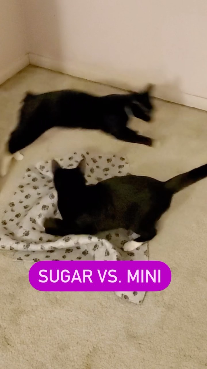 Sugar and Mini are sisters who love to play. Sugar has the tail and Mini is the Manx with the little nub. They are bonded and we are looking for them to go home together!
.
.
.
<a target='_blank' href='https://www.instagram.com/explore/tags/catreel/'>#catreel</a> <a target='_blank' href='https://www.instagram.com/explore/tags/catreels/'>#catreels</a> <a target='_blank' href='https://www.instagram.com/explore/tags/tuxedocat/'>#tuxedocat</a> <a target='_blank' href='https://www.instagram.com/explore/tags/manxcat/'>#manxcat</a> <a target='_blank' href='https://www.instagram.com/explore/tags/adoptdontshop/'>#adoptdontshop</a> <a target='_blank' href='https://www.instagram.com/explore/tags/cbus/'>#cbus</a> <a target='_blank' href='https://www.instagram.com/explore/tags/fyp/'>#fyp</a> <a target='_blank' href='https://www.instagram.com/explore/tags/tuxedokittens/'>#tuxedokittens</a> <a target='_blank' href='https://www.instagram.com/explore/tags/fosteringsaveslives/'>#fosteringsaveslives</a> <a target='_blank' href='https://www.instagram.com/explore/tags/fosterkittens/'>#fosterkittens</a> <a target='_blank' href='https://www.instagram.com/explore/tags/catsofinstagram/'>#catsofinstagram</a> <a target='_blank' href='https://www.instagram.com/explore/tags/catsofcolumbus/'>#catsofcolumbus</a>