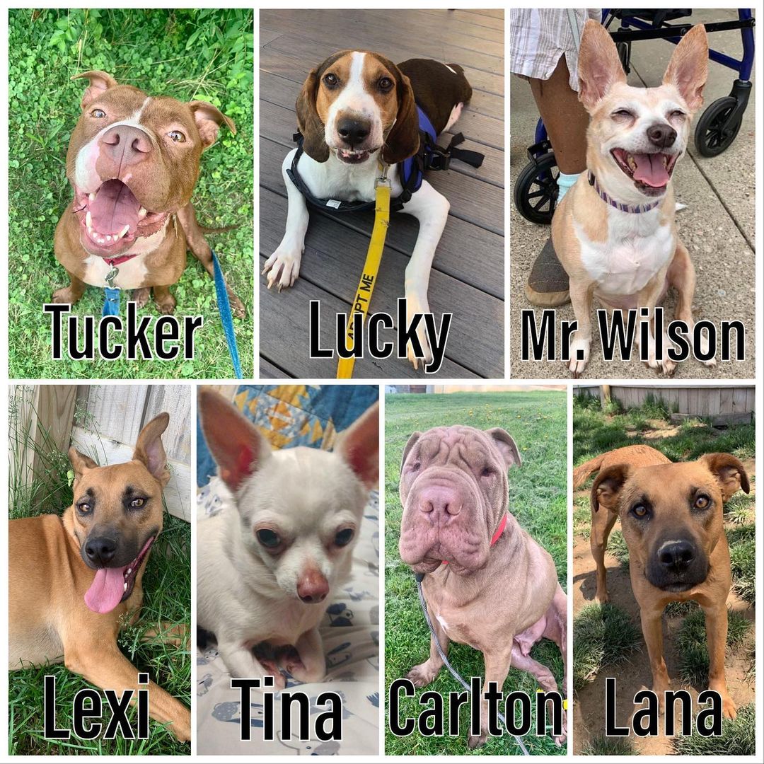 ❤️ Sponsor a Furgotten Dog ❤️

Venmo- @Furgotten-DogRescue
PayPal- furgottendogrescue@gmail.com

$20 will buy one dog their monthly preventative ❤️
$45 will buy a bag of dog food 😋