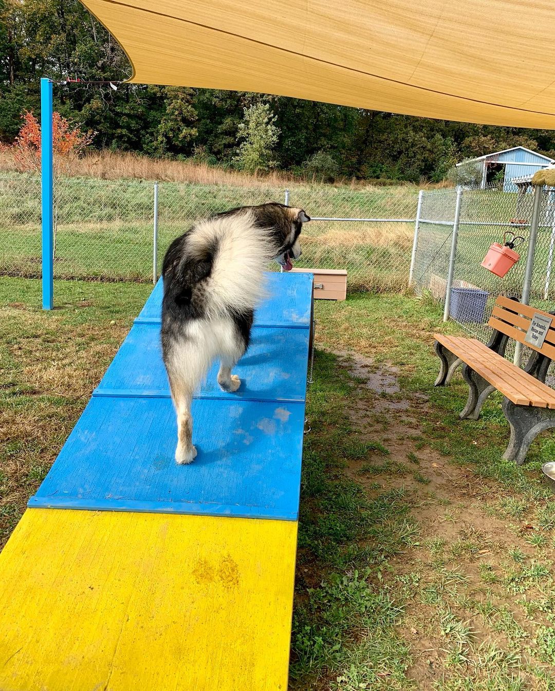 AVAILABLE FOR ADOPTION:  Zander shows us his agility skills 🐾♥️🐾🤩 he is a big boy & a sweetheart. <a target='_blank' href='https://www.instagram.com/explore/tags/chaampmalamutes/'>#chaampmalamutes</a> <a target='_blank' href='https://www.instagram.com/explore/tags/rescuedismyfavoritebreed/'>#rescuedismyfavoritebreed</a>