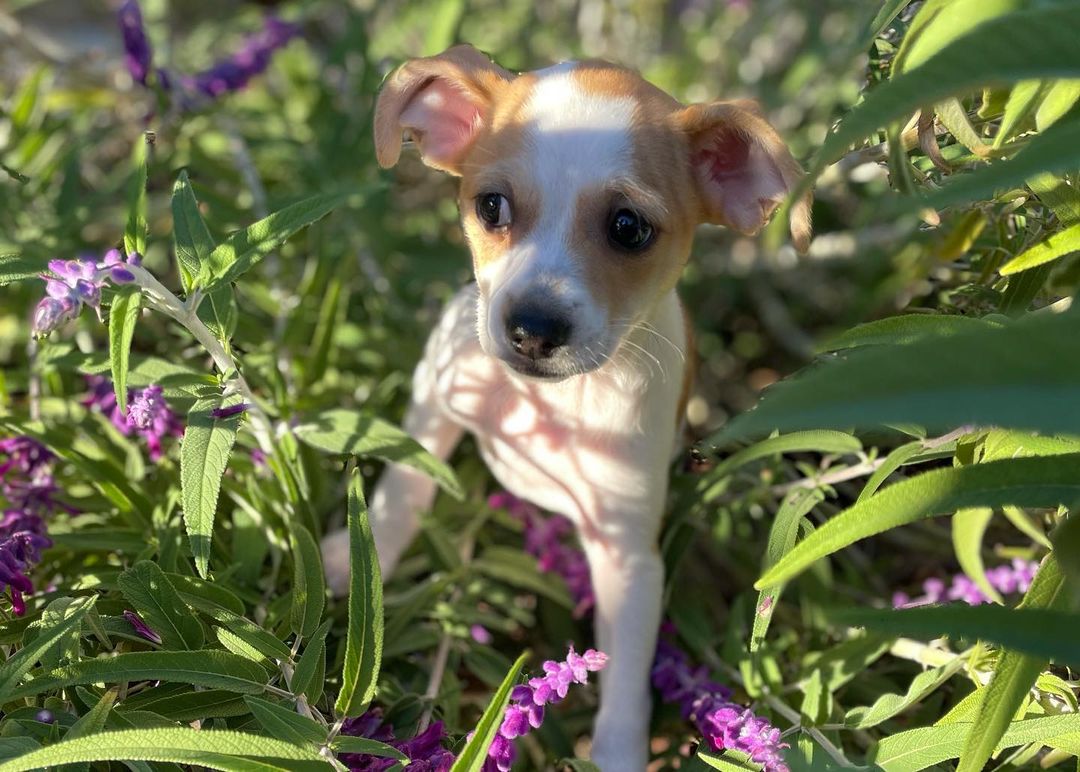 These puppies are all in search of their forever homes! If you’d like to meet any of our available puppies please complete an application and we will get you an appointment to smell some puppy breath! 

www.fostersandpaws.org/adopt

<a target='_blank' href='https://www.instagram.com/explore/tags/petadoption/'>#petadoption</a> <a target='_blank' href='https://www.instagram.com/explore/tags/adoptdontshop/'>#adoptdontshop</a> <a target='_blank' href='https://www.instagram.com/explore/tags/dogsofinstagram/'>#dogsofinstagram</a> <a target='_blank' href='https://www.instagram.com/explore/tags/adoption/'>#adoption</a> <a target='_blank' href='https://www.instagram.com/explore/tags/rescuedog/'>#rescuedog</a> <a target='_blank' href='https://www.instagram.com/explore/tags/dogrescue/'>#dogrescue</a> <a target='_blank' href='https://www.instagram.com/explore/tags/petsofinstagram/'>#petsofinstagram</a> <a target='_blank' href='https://www.instagram.com/explore/tags/dogs/'>#dogs</a> <a target='_blank' href='https://www.instagram.com/explore/tags/dog/'>#dog</a> <a target='_blank' href='https://www.instagram.com/explore/tags/adopt/'>#adopt</a> <a target='_blank' href='https://www.instagram.com/explore/tags/adoptables/'>#adoptables</a> <a target='_blank' href='https://www.instagram.com/explore/tags/adoptapet/'>#adoptapet</a> <a target='_blank' href='https://www.instagram.com/explore/tags/pet/'>#pet</a> <a target='_blank' href='https://www.instagram.com/explore/tags/petadoptions/'>#petadoptions</a>  <a target='_blank' href='https://www.instagram.com/explore/tags/rescue/'>#rescue</a> <a target='_blank' href='https://www.instagram.com/explore/tags/rescuedogsarethebestdogs/'>#rescuedogsarethebestdogs</a> <a target='_blank' href='https://www.instagram.com/explore/tags/rescuedogsarebest/'>#rescuedogsarebest</a> <a target='_blank' href='https://www.instagram.com/explore/tags/dogrescuesacramento/'>#dogrescuesacramento</a> <a target='_blank' href='https://www.instagram.com/explore/tags/rescueddogsarethegreatest/'>#rescueddogsarethegreatest</a> <a target='_blank' href='https://www.instagram.com/explore/tags/animalrescue/'>#animalrescue</a> <a target='_blank' href='https://www.instagram.com/explore/tags/rescueme/'>#rescueme</a> <a target='_blank' href='https://www.instagram.com/explore/tags/adoptadoggie/'>#adoptadoggie</a> <a target='_blank' href='https://www.instagram.com/explore/tags/petlovers/'>#petlovers</a> <a target='_blank' href='https://www.instagram.com/explore/tags/pets/'>#pets</a> <a target='_blank' href='https://www.instagram.com/explore/tags/animals/'>#animals</a> <a target='_blank' href='https://www.instagram.com/explore/tags/love/'>#love</a> <a target='_blank' href='https://www.instagram.com/explore/tags/fostersandpaws/'>#fostersandpaws</a> <a target='_blank' href='https://www.instagram.com/explore/tags/fosterssavelives/'>#fosterssavelives</a> <a target='_blank' href='https://www.instagram.com/explore/tags/sactowndogs/'>#sactowndogs</a>