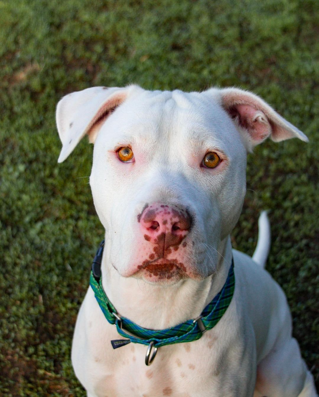 Fall in Love $50 Dog Adoption Special at Santa Cruz County Animal Shelter.

The Santa Cruz County Animal Shelter is full of beautiful adoptable dogs that are looking for their forever home. Most of the Shelter dogs in our care were surrendered by their owners due to lack of affordable pet friendly housing or other financial struggles. Over twenty adult dogs are available at the Santa Cruz Shelter located at 1001 Rodriguez St. and during the month of November, all dogs over 1 year will be available for a $50 adoption fee.

We are open 12-5 pm every day! Thank you to photographer Andie @andieejoness for the beautiful photos of adoptable Bruno, Twilight, Wren, Pluto, Devito and Dogbert❤️

The adoption fee includes spay/neuter, microchip (including registration), age-appropriate vaccinations, routine treatment for fleas/worms, and a free pet wellness exam with a local participating veterinarian.

For more information and to view adoptable dogs, please visit scanimalshelter.org. Link in Bio!