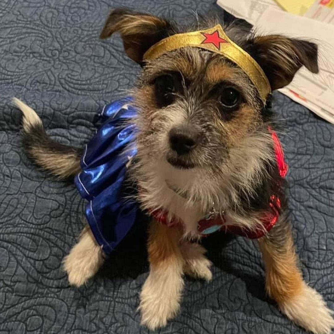 Costume contest ends in 24 hours!  Enter on our Facebook page! 🎃 👑 🧛‍♂️ 

Lots of great prizes in several categories! 🦇 🦸‍♀️ 👻 

<a target='_blank' href='https://www.instagram.com/explore/tags/rescuepets/'>#rescuepets</a> <a target='_blank' href='https://www.instagram.com/explore/tags/rescuepetsofinstagram/'>#rescuepetsofinstagram</a> <a target='_blank' href='https://www.instagram.com/explore/tags/ricopetrecovery/'>#ricopetrecovery</a> <a target='_blank' href='https://www.instagram.com/explore/tags/rescuedogsofinsta/'>#rescuedogsofinsta</a> <a target='_blank' href='https://www.instagram.com/explore/tags/happilyadopted/'>#happilyadopted</a> <a target='_blank' href='https://www.instagram.com/explore/tags/dogsofohio/'>#dogsofohio</a> <a target='_blank' href='https://www.instagram.com/explore/tags/ohiodogs/'>#ohiodogs</a> <a target='_blank' href='https://www.instagram.com/explore/tags/ohiodogsofinstagram/'>#ohiodogsofinstagram</a> <a target='_blank' href='https://www.instagram.com/explore/tags/buckeyepets/'>#buckeyepets</a>
