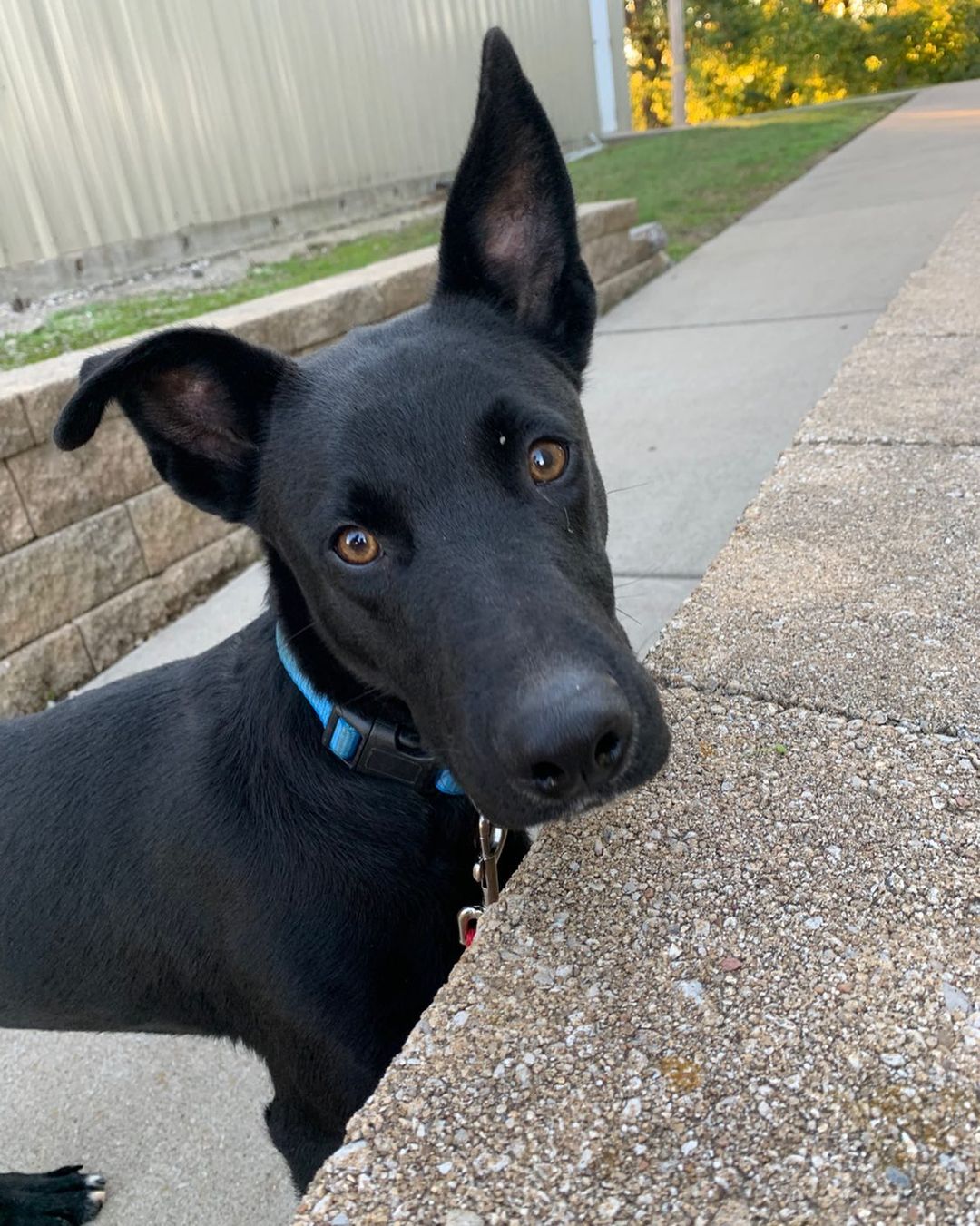 We said “see ya later” to our sweet Slevin this morning! He is going on transport to Illinois. 

Happy life sweet boy we wish you and your new family the best🧡