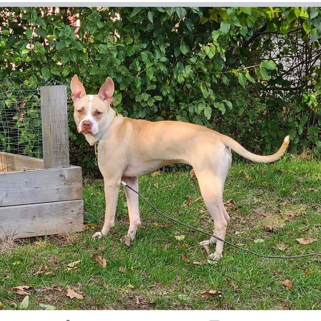 OMGEEEEEEEE! 😍

Meet Willow - an 1.5 year old, female, Boxer mix. She is a fit 48 pound beauty with medium-high energy that loves to go for walks, play with toys, and snuggle on the couch when she is tired. So far, Willow gets along with all humans big and small, dogs, and even the cats she lives with.  She is quiet in her crate overnight and when her foster family is away.  Willow is a smart pup that is very food motivated! She is working hard on mastering some basic commands like sit, come, and lay down.  Willow enjoys learning, puzzles, riding in the car, playing with toys, and is up for any adventure! And if you need a friend to talk to - Willow is all ears!

<a target='_blank' href='https://www.instagram.com/explore/tags/adoptdontshop/'>#adoptdontshop</a>
<a target='_blank' href='https://www.instagram.com/explore/tags/luckymuttswi/'>#luckymuttswi</a>
<a target='_blank' href='https://www.instagram.com/explore/tags/rescuedogsmke/'>#rescuedogsmke</a>
<a target='_blank' href='https://www.instagram.com/explore/tags/doglovers/'>#doglovers</a>
<a target='_blank' href='https://www.instagram.com/explore/tags/rescuedogsofinstagram/'>#rescuedogsofinstagram</a>
<a target='_blank' href='https://www.instagram.com/explore/tags/sweetpup/'>#sweetpup</a>
<a target='_blank' href='https://www.instagram.com/explore/tags/mke/'>#mke</a>
<a target='_blank' href='https://www.instagram.com/explore/tags/mkepup/'>#mkepup</a>
<a target='_blank' href='https://www.instagram.com/explore/tags/wisconsinrescue/'>#wisconsinrescue</a>
<a target='_blank' href='https://www.instagram.com/explore/tags/lovedogs/'>#lovedogs</a>
<a target='_blank' href='https://www.instagram.com/explore/tags/rescue/'>#rescue</a>
<a target='_blank' href='https://www.instagram.com/explore/tags/foster/'>#foster</a>
<a target='_blank' href='https://www.instagram.com/explore/tags/adopt/'>#adopt</a>
<a target='_blank' href='https://www.instagram.com/explore/tags/dogsofinstagram/'>#dogsofinstagram</a>
<a target='_blank' href='https://www.instagram.com/explore/tags/dogrescue/'>#dogrescue</a>
<a target='_blank' href='https://www.instagram.com/explore/tags/beauty/'>#beauty</a>
<a target='_blank' href='https://www.instagram.com/explore/tags/allears/'>#allears</a>
<a target='_blank' href='https://www.instagram.com/explore/tags/family/'>#family</a>
<a target='_blank' href='https://www.instagram.com/explore/tags/bff/'>#bff</a>