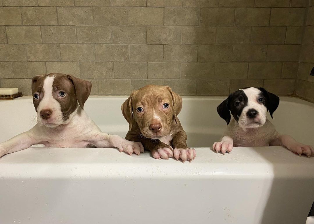 These puppies are all in search of their forever homes! If you’d like to meet any of our available puppies please complete an application and we will get you an appointment to smell some puppy breath! 

www.fostersandpaws.org/adopt

<a target='_blank' href='https://www.instagram.com/explore/tags/petadoption/'>#petadoption</a> <a target='_blank' href='https://www.instagram.com/explore/tags/adoptdontshop/'>#adoptdontshop</a> <a target='_blank' href='https://www.instagram.com/explore/tags/dogsofinstagram/'>#dogsofinstagram</a> <a target='_blank' href='https://www.instagram.com/explore/tags/adoption/'>#adoption</a> <a target='_blank' href='https://www.instagram.com/explore/tags/rescuedog/'>#rescuedog</a> <a target='_blank' href='https://www.instagram.com/explore/tags/dogrescue/'>#dogrescue</a> <a target='_blank' href='https://www.instagram.com/explore/tags/petsofinstagram/'>#petsofinstagram</a> <a target='_blank' href='https://www.instagram.com/explore/tags/dogs/'>#dogs</a> <a target='_blank' href='https://www.instagram.com/explore/tags/dog/'>#dog</a> <a target='_blank' href='https://www.instagram.com/explore/tags/adopt/'>#adopt</a> <a target='_blank' href='https://www.instagram.com/explore/tags/adoptables/'>#adoptables</a> <a target='_blank' href='https://www.instagram.com/explore/tags/adoptapet/'>#adoptapet</a> <a target='_blank' href='https://www.instagram.com/explore/tags/pet/'>#pet</a> <a target='_blank' href='https://www.instagram.com/explore/tags/petadoptions/'>#petadoptions</a>  <a target='_blank' href='https://www.instagram.com/explore/tags/rescue/'>#rescue</a> <a target='_blank' href='https://www.instagram.com/explore/tags/rescuedogsarethebestdogs/'>#rescuedogsarethebestdogs</a> <a target='_blank' href='https://www.instagram.com/explore/tags/rescuedogsarebest/'>#rescuedogsarebest</a> <a target='_blank' href='https://www.instagram.com/explore/tags/dogrescuesacramento/'>#dogrescuesacramento</a> <a target='_blank' href='https://www.instagram.com/explore/tags/rescueddogsarethegreatest/'>#rescueddogsarethegreatest</a> <a target='_blank' href='https://www.instagram.com/explore/tags/animalrescue/'>#animalrescue</a> <a target='_blank' href='https://www.instagram.com/explore/tags/rescueme/'>#rescueme</a> <a target='_blank' href='https://www.instagram.com/explore/tags/adoptadoggie/'>#adoptadoggie</a> <a target='_blank' href='https://www.instagram.com/explore/tags/petlovers/'>#petlovers</a> <a target='_blank' href='https://www.instagram.com/explore/tags/pets/'>#pets</a> <a target='_blank' href='https://www.instagram.com/explore/tags/animals/'>#animals</a> <a target='_blank' href='https://www.instagram.com/explore/tags/love/'>#love</a> <a target='_blank' href='https://www.instagram.com/explore/tags/fostersandpaws/'>#fostersandpaws</a> <a target='_blank' href='https://www.instagram.com/explore/tags/fosterssavelives/'>#fosterssavelives</a> <a target='_blank' href='https://www.instagram.com/explore/tags/sactowndogs/'>#sactowndogs</a>