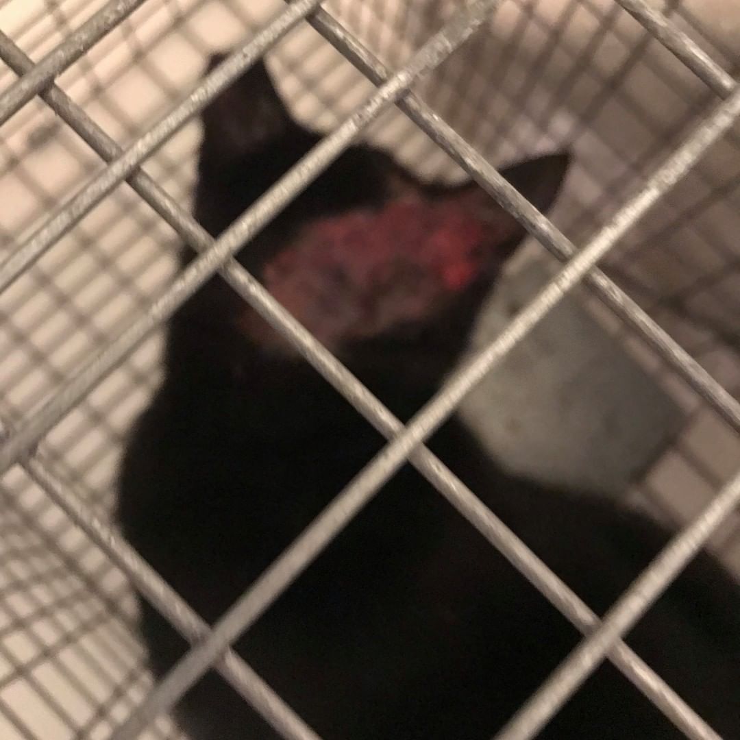 BE ON ALERT FOR SUSPECTED ON-GOING ANIMAL CRUELTY IN NORFOLK’S HIGHLAND PARK NEIGHBORHOOD

Case file is now opened with Norfolk Animal Control.

⚠️CAUTION: GRUESOME PHOTOS SHOW SEVERE BURNS ON CAT’s HEAD⚠️

This is the SECOND COMMUNITY CAT IN ONE WEEK (& the third this year) found with a burn wound.

Black cats are targeted by people with the worst intentions.

According to Alley Cat Allies, there is no factual evidence that black cats are in greater peril at any point (in October/at Halloween, for instance) any more than cats of all fur colors are at any time of the year.

Cats face real horrors YEAR-ROUND.

If you see (or believe) someone is abusing a cat in your neighborhood, please call the Animal Protection Unit of the Norfolk Police Department @NorfolkPD and REFERENCE THIS CASE (# pending):

Phone: 757-823-4479

Witnessing abuse is traumatic, and it can be hard to keep calm and focused, but PLEASE try to accurately and effectively document (photo, audio/video) and report animal cruelty for our community’s safety.

ANIMAL CRUELTY IS A FELONY in all 50 states and the District of Columbia.

PLEASE help us cover medical costs for these abused kitties, now healing in Feral Affair Network (FAN)’s Recovery Center & Sanctuary. Any overage collected will be used by FAN for other cat’s emergency medical expenses (which add up quickly). 

DONATE NOW
https://www.paypal.me/feralaffairs

Or send checks to: 
Feral Affairs Network
9506 13th Bay Street, Unit B
Norfolk 23518 

Feral Affairs Network (FAN) 501c3 nonprofit group focused on caring for community cats. <a target='_blank' href='https://www.instagram.com/explore/tags/supportFAN/'>#supportFAN</a>