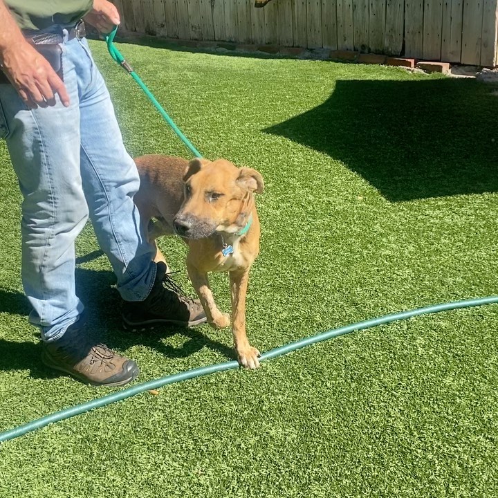 Y’all! How is it that this love bug Angel, posing as a dog, is still looking for his forever human? Literally mind blown 🤯 

He is hands down the sweetest damn pup! 

Friendly reminder, Rocky was saved from the streets of Mexico and is approximately 5 years old.

He is an Ehrlichiosis survivor which is a bacterial disease caused by ticks. 

He has chronic distemper myoclonus, causing constant contractions of the jaw leading to gum recession and bone loss. 

We have seen all the vets and specialist, exhausting all medical options for this boy; unfortunately, Rocky is medically not able to undergo anesthesia for oral surgery or neuter. It could literally kill him.

Rocky is an incredibly happy boy, gets along with all the dogs that he’s previously met, been in foster homes with and is currently with. Most don’t even mind his drool! 😆

We are looking for a long term foster (@realgoodrescue covers all costs) or a forever home for this boy to let him bask outdoors (he’ll spend 12 hours a day in the yard, his terms not ours) and receive all the love that he deserves.

Please share to help Rocky find his human/s.

If you live in the Southern California area and you/ someone you know would like to open your home to this sweet boy, please DM @terahgisolo or @realgoodrescue or email terah@realgood.dog 

Thank you in advance for spreading the good word to help this sweet boy in need.

Thank you to @breeking29 and @thecrateescape_ca for providing a temporary foster home for this nugget!

<a target='_blank' href='https://www.instagram.com/explore/tags/RealGoodRescue/'>#RealGoodRescue</a> <a target='_blank' href='https://www.instagram.com/explore/tags/RealGoodGang/'>#RealGoodGang</a>