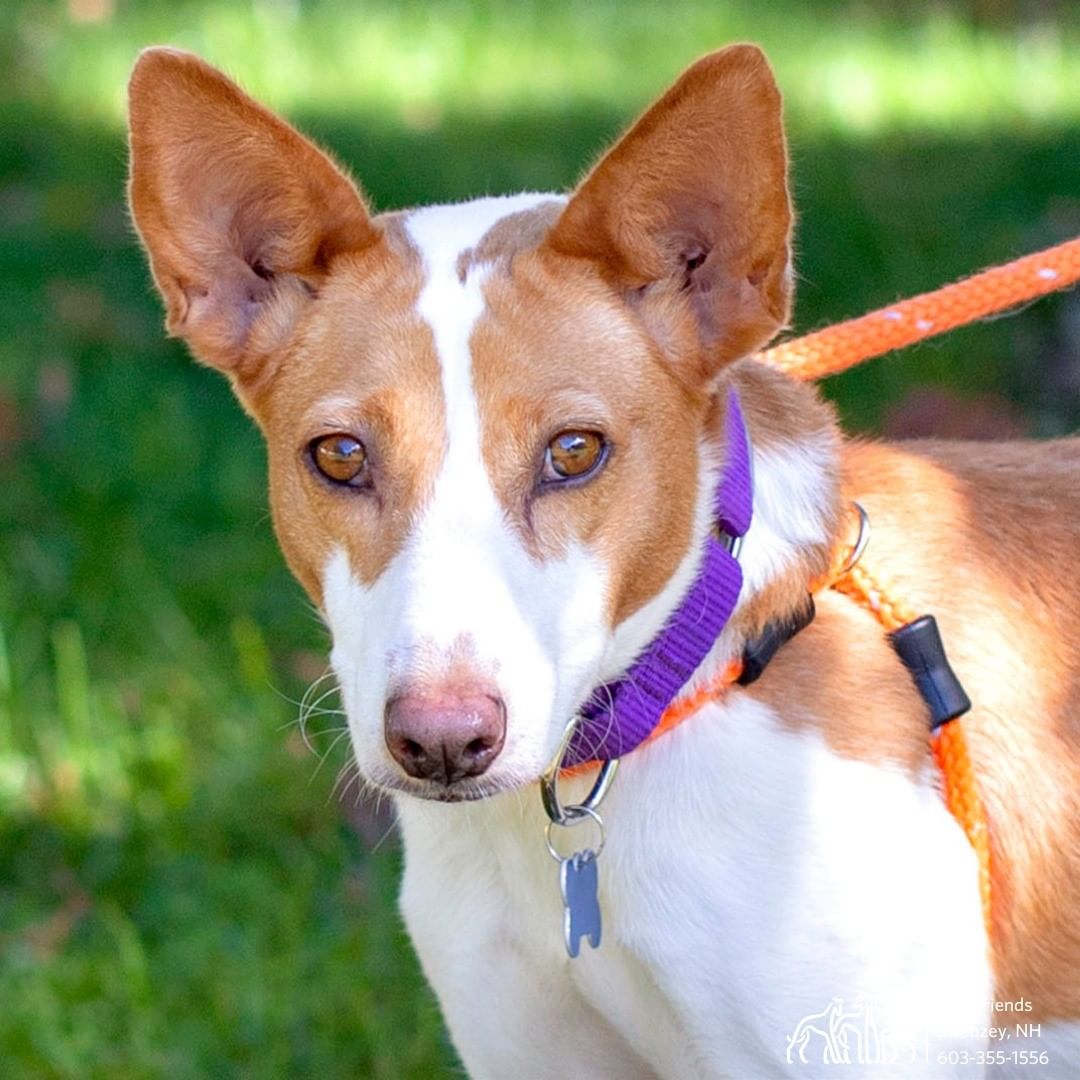 Say hello to Soul!

This handsome girl is a a Portuguese Podengo! Soul is shy at first, but lets her happy and fun side show once she's sure you mean her no harm. She loves other dogs, and having a confident companion in the home could do wonders for her.

Soul needs an experienced sighthound adopter who can keep her safe and help her transition to home life. She will do best in a household without a lot of activity, in a quiet neighborhood without a lot of commotion.

Does Soul sound like a good fit for your household? If you are in the New England area, please check out our adoption process and complete an application at www.helpinggreyhounds.org/adopt-a-greyhound. We look forward to getting to know you and seeing if you and Soul would be a good match!