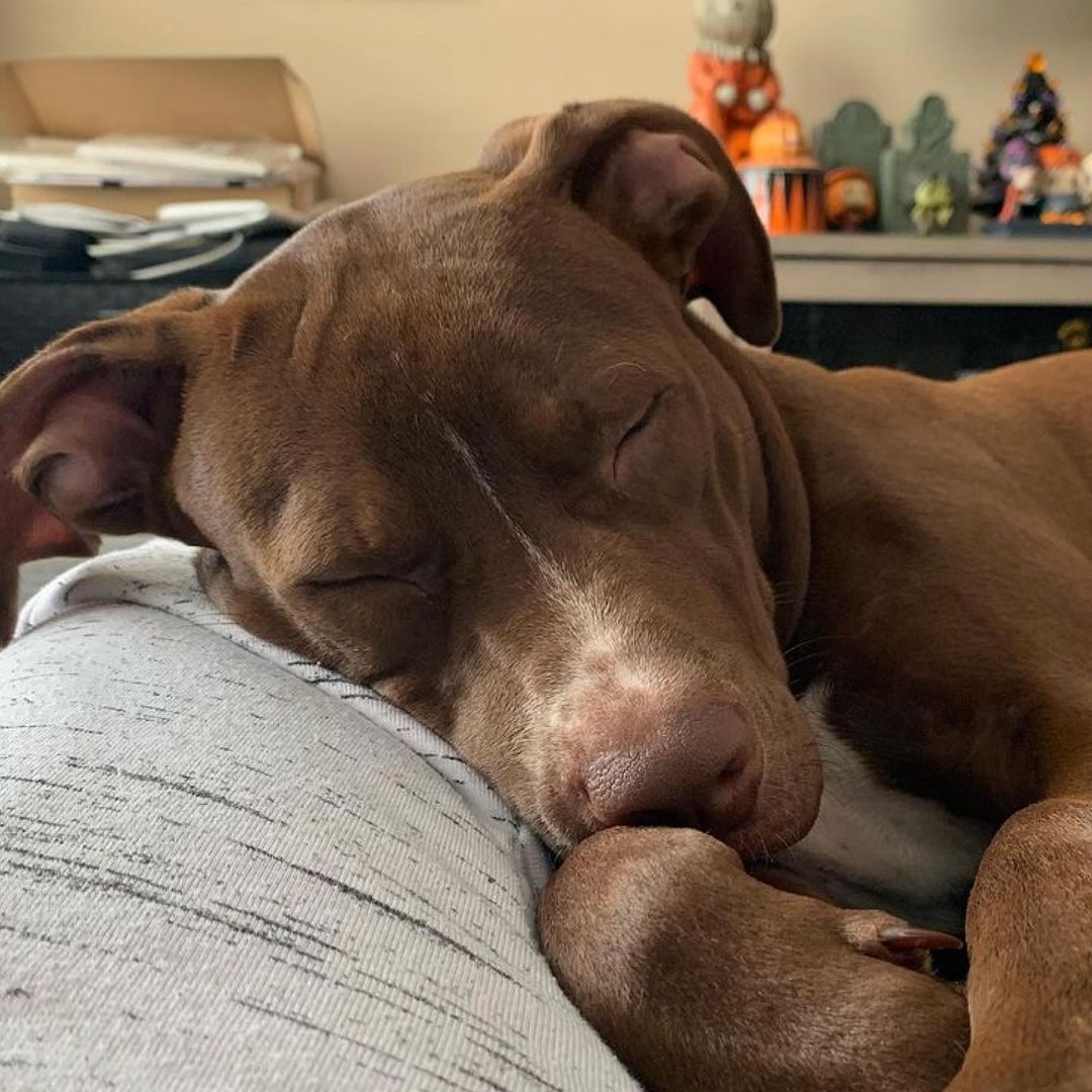 Sansa is available for adoption!  Thank you, @wiggly_goose for fostering 🥰 From Sansa’s canine roommate:
・・・
Here’s to round ✌🏼 || 
Mom brought in a foster pup and we kinda love her. 

Sansa’s story: she was transported straight to our home because her parents were evicted and she was left behind. She’s a sweet 5 month old red nose pittie who had never worn a collar, never been on a leash, and hadn’t been in a car since she was 6 (yes, 6) weeks old! Eek! She’s skittish and fearful of men cause they haven’t treated her well in the past, but she’s a trooper and we’ve come so far in less than a week! This little chonker is in good hands now and such a sweet girl, all she needed was some love and patience.