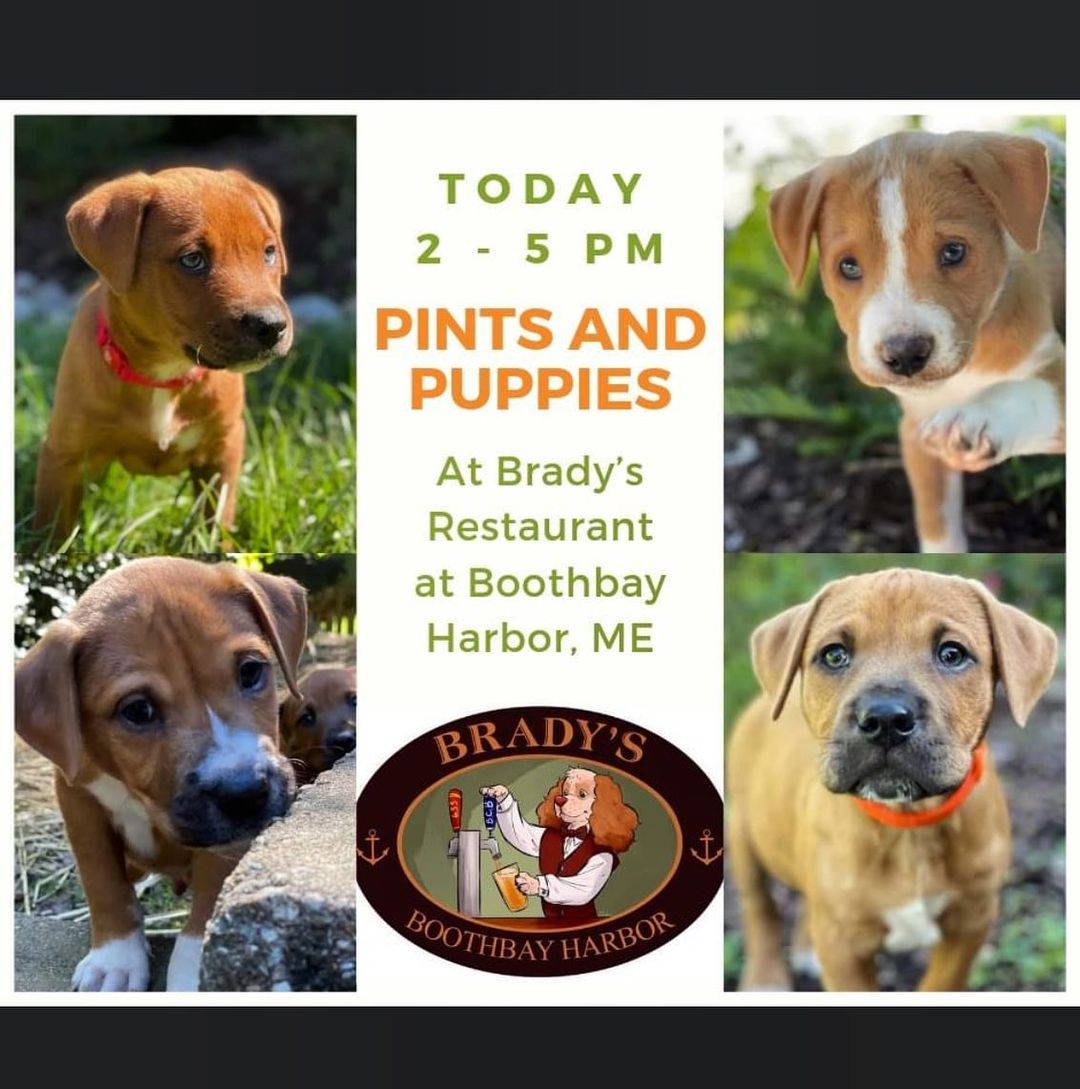 PINTS & PUPPIES 🐾 
Today! All Maine friends check us out, show your support, and cuddle with some super cute puppies!

<a target='_blank' href='https://www.instagram.com/explore/tags/boothbayharbor/'>#boothbayharbor</a> <a target='_blank' href='https://www.instagram.com/explore/tags/maine/'>#maine</a> <a target='_blank' href='https://www.instagram.com/explore/tags/fundraiser/'>#fundraiser</a> <a target='_blank' href='https://www.instagram.com/explore/tags/pintsandpuppies/'>#pintsandpuppies</a> <a target='_blank' href='https://www.instagram.com/explore/tags/puppiesofinstagram/'>#puppiesofinstagram</a> <a target='_blank' href='https://www.instagram.com/explore/tags/adoptionevent/'>#adoptionevent</a> <a target='_blank' href='https://www.instagram.com/explore/tags/showyoursupport/'>#showyoursupport</a> <a target='_blank' href='https://www.instagram.com/explore/tags/giveusalike/'>#giveusalike</a> <a target='_blank' href='https://www.instagram.com/explore/tags/followfordogpics/'>#followfordogpics</a> <a target='_blank' href='https://www.instagram.com/explore/tags/underhoundrailroad/'>#underhoundrailroad</a> <a target='_blank' href='https://www.instagram.com/explore/tags/mainerescuedog/'>#mainerescuedog</a> <a target='_blank' href='https://www.instagram.com/explore/tags/fosterpuppiesofinstagram/'>#fosterpuppiesofinstagram</a>