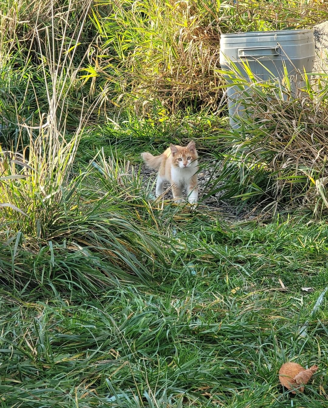 We are currently working on a place with 20 to 30 cats in need of urgent placement.
We cannot share details or location but are hoping Seattle Humane will give us a hand. Fingers crossed 🤞 
So far we captured 9. Luckily most of them are very sweet and friendly and pretty healthy for the most part.